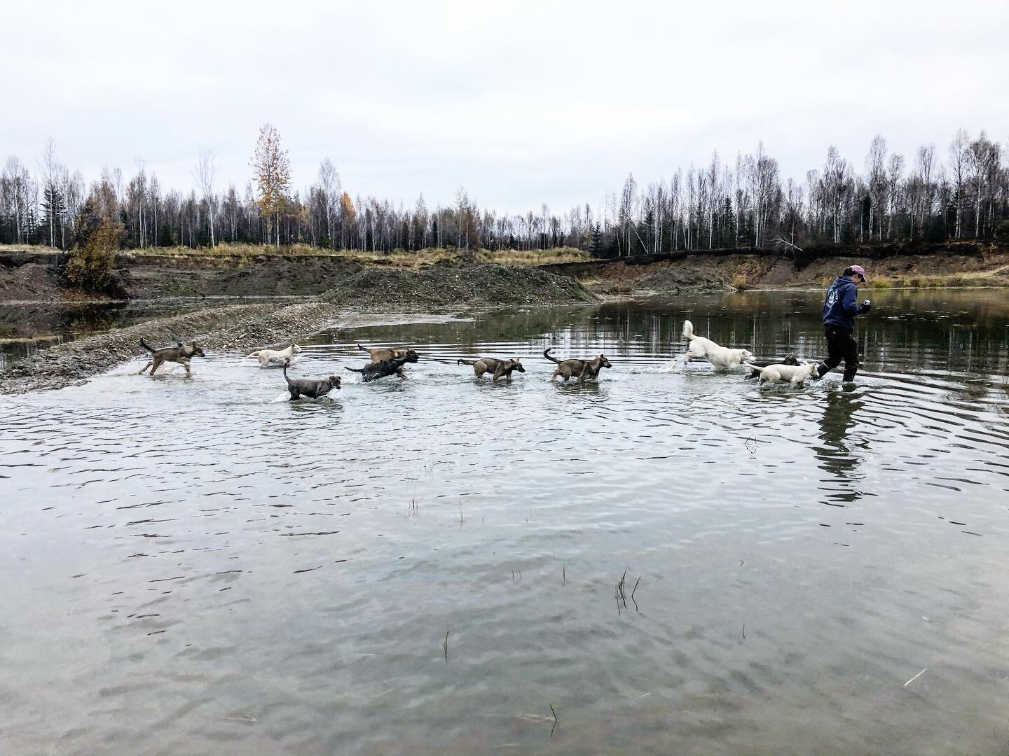 Follow the leader. 

#puppies #alaska #puppy #futuresleddog #mushing #husky @mandymcmenemyphotos