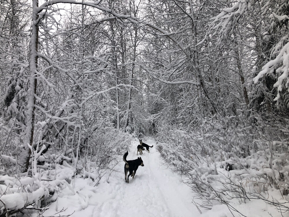 Fire pups playing in the snow.