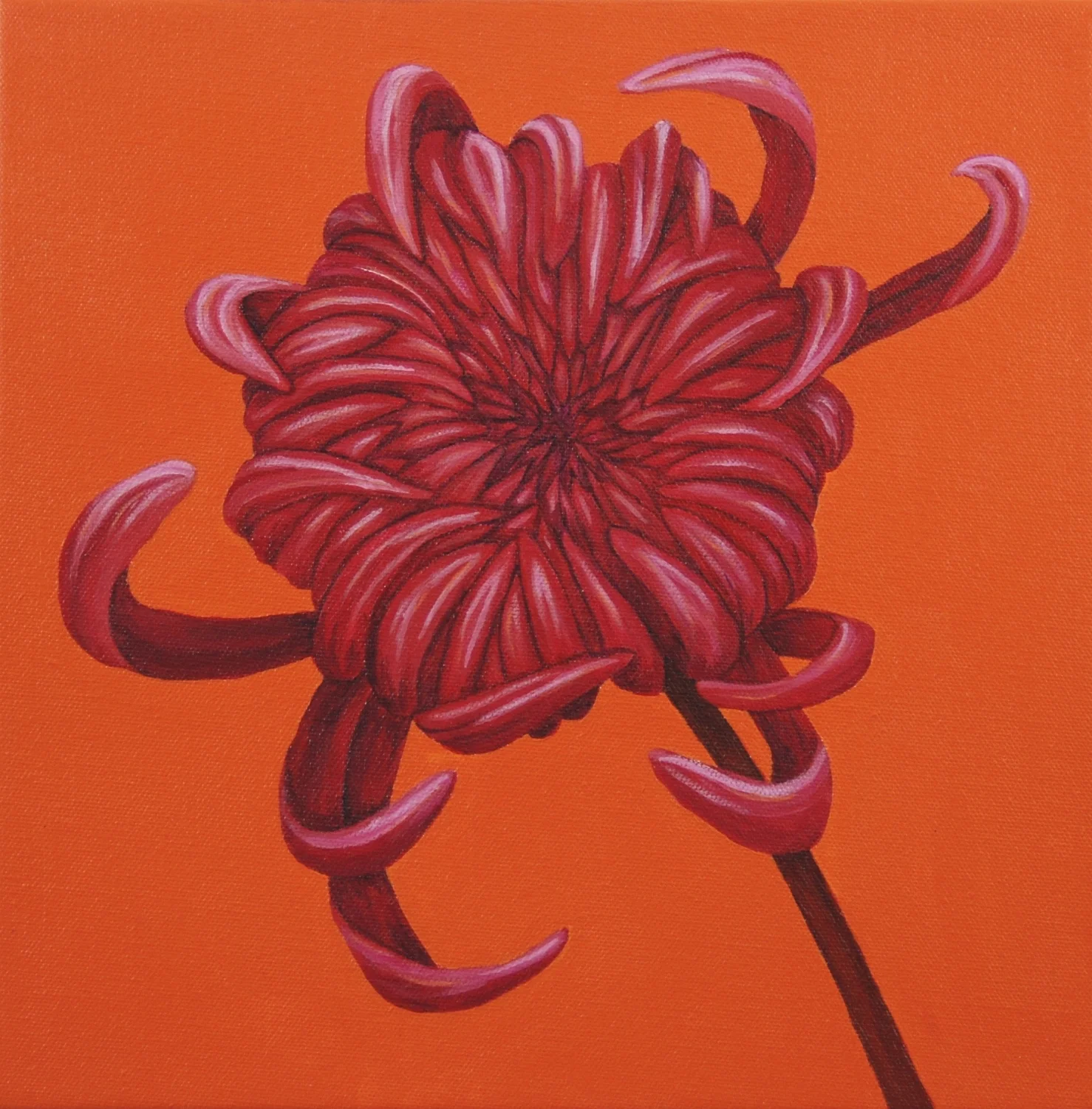 Pink Cupcake Love this pairing of bright, fun colors; orange and pink. The Pink Chrysanthemum and Orange Chrysanthemum paintings complement each other perfectly in form and position. A delicious duo. (acrylic painting on 12"x12"x1.5" wrapped canvas) (Pink Chrysanthemum and Orange Chrysanthemum paintings sold separately). SOLD