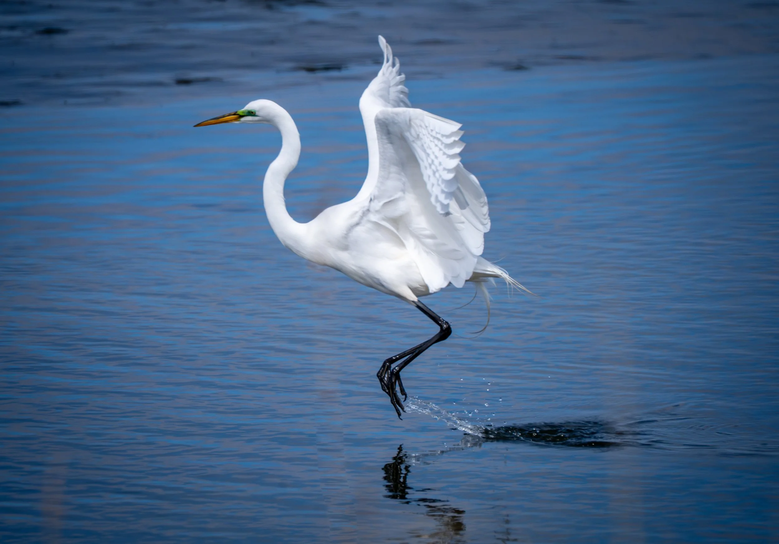 Great Egret
