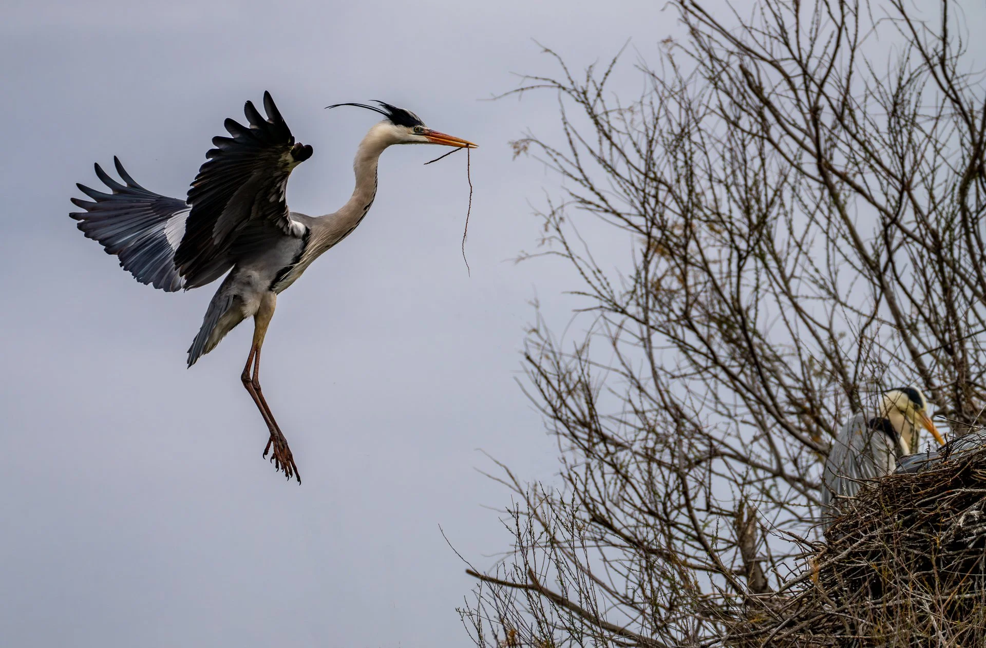 Grey Heron, Airone cenerino