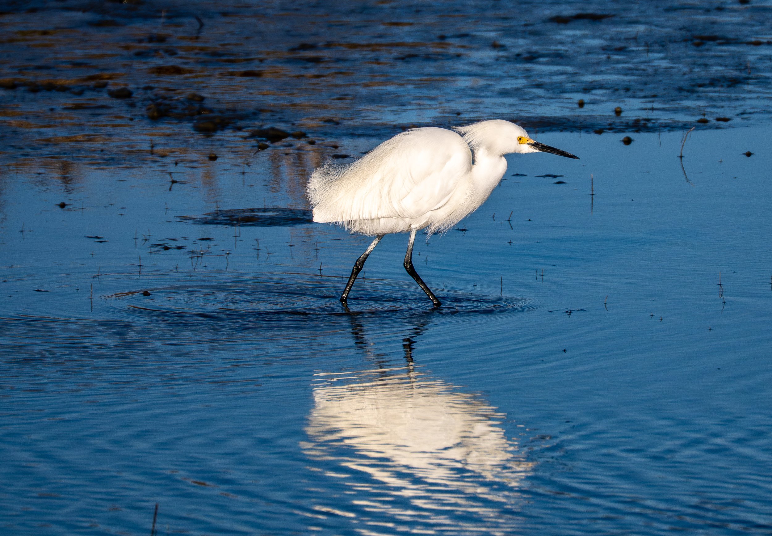 Snowy Egret - Garzetta
