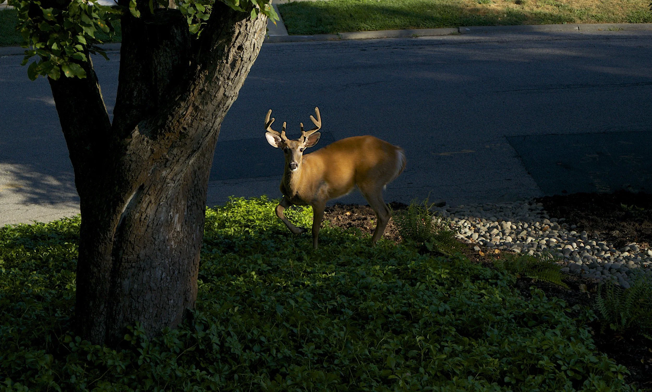 DSC06561 - Version 3.jpg