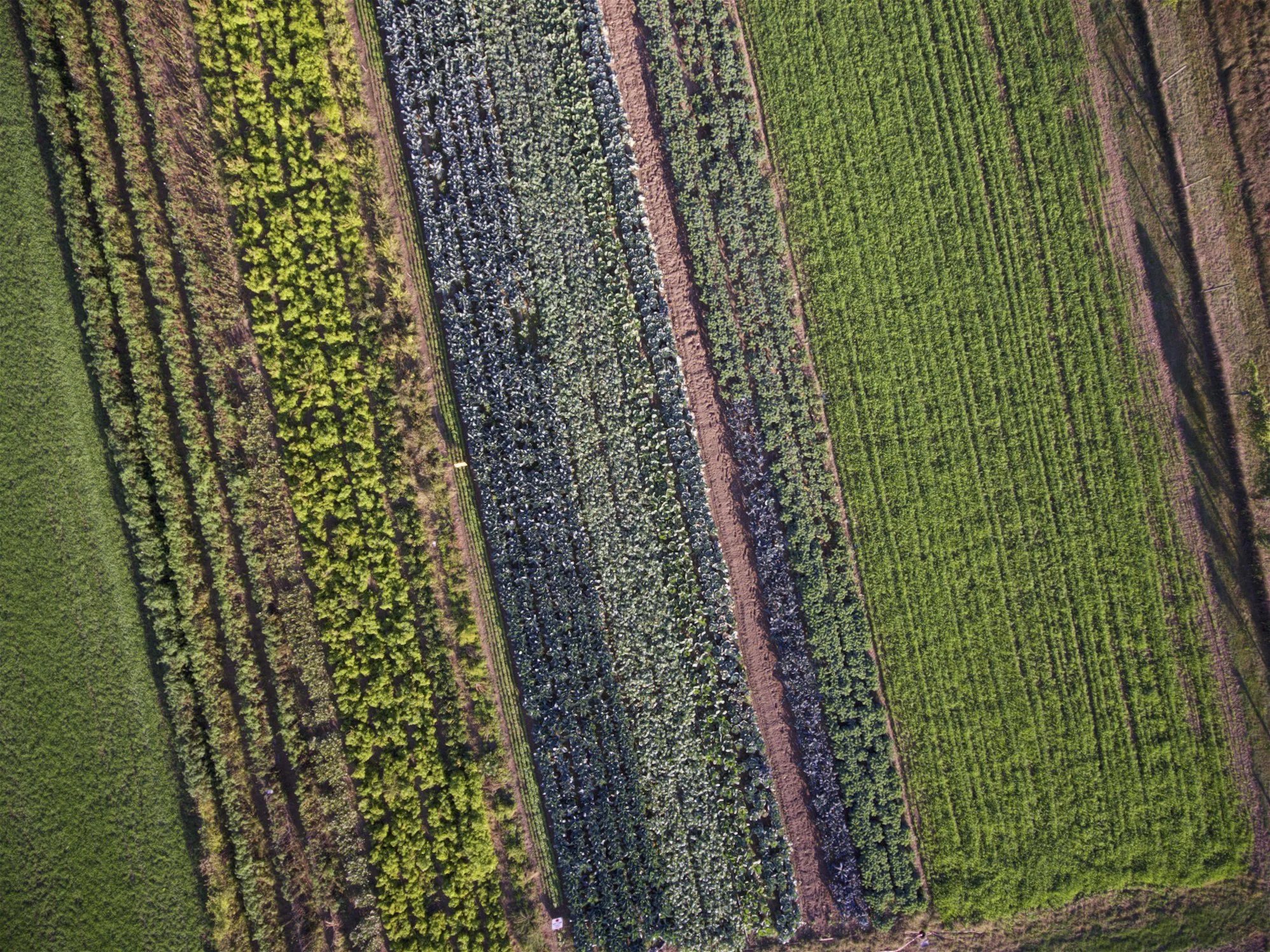DJI_0117.jpg