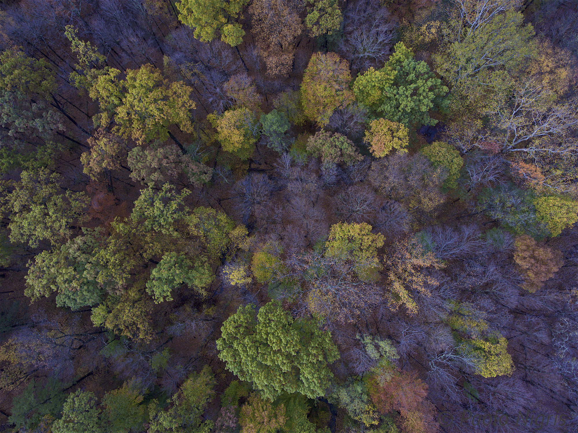 LocustGrove_aerial 005.jpg