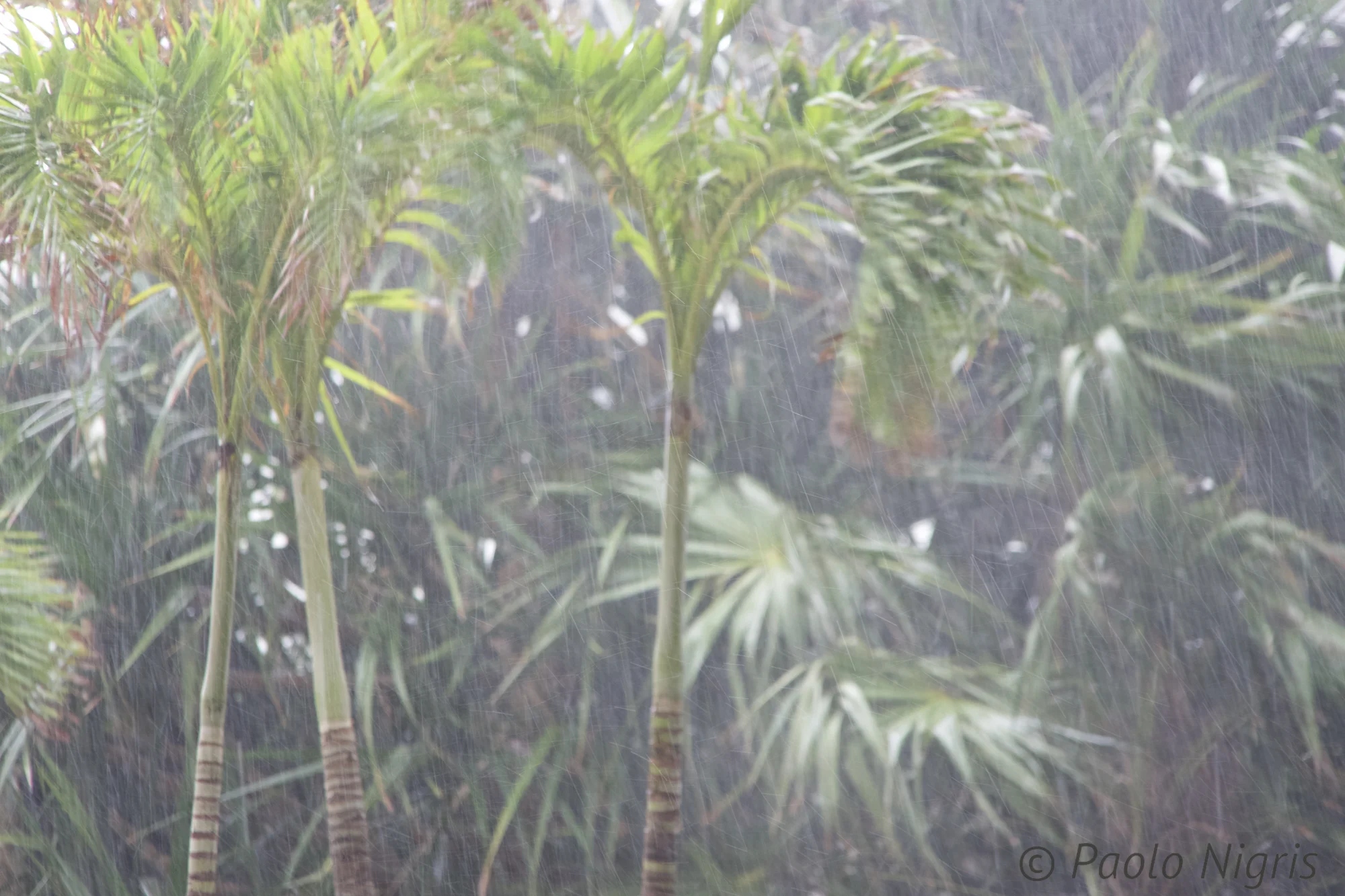 rain 041.jpg