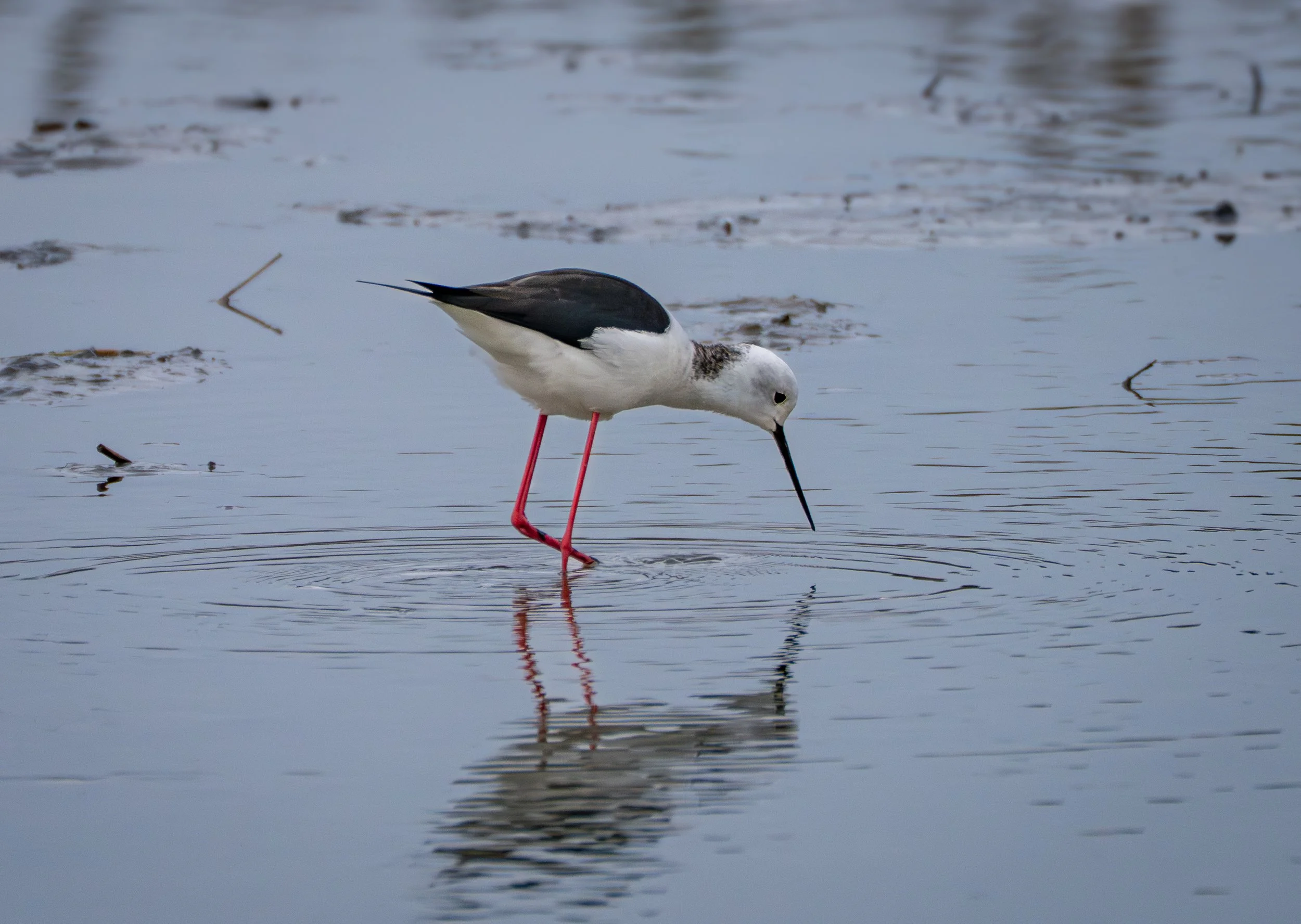 Black-winged Stilt - Cavaliere d'Italia 