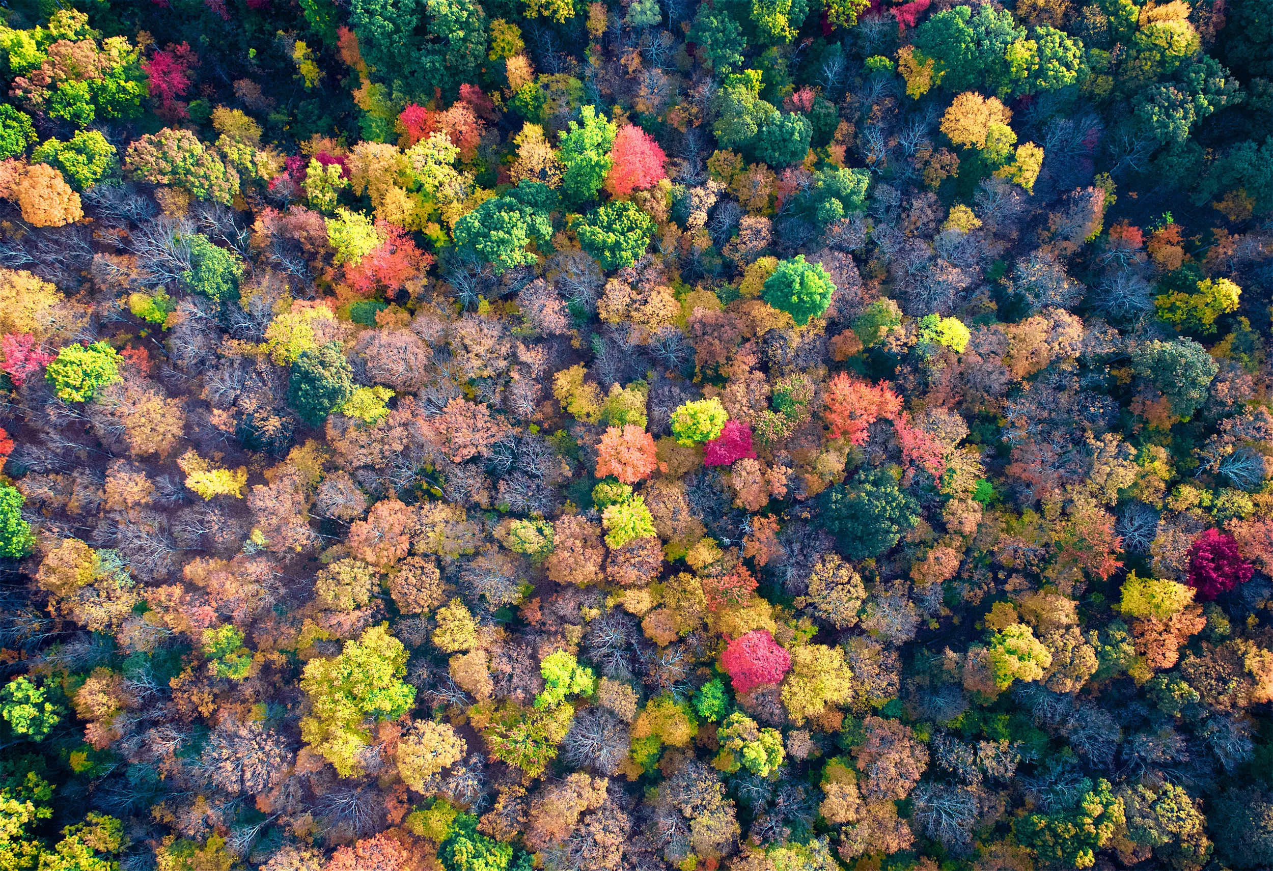 Foliage 003.jpg
