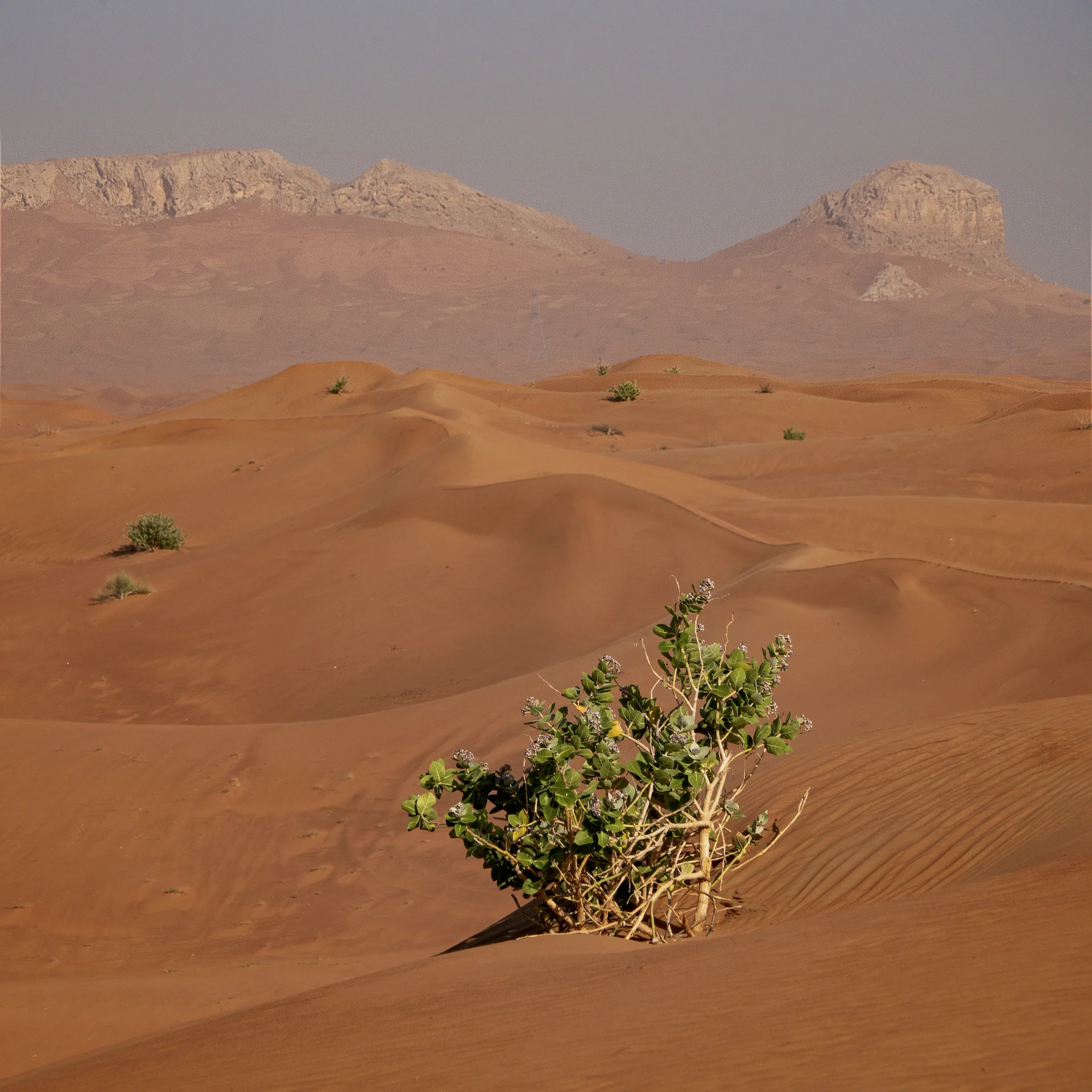 Dubai 011.jpg