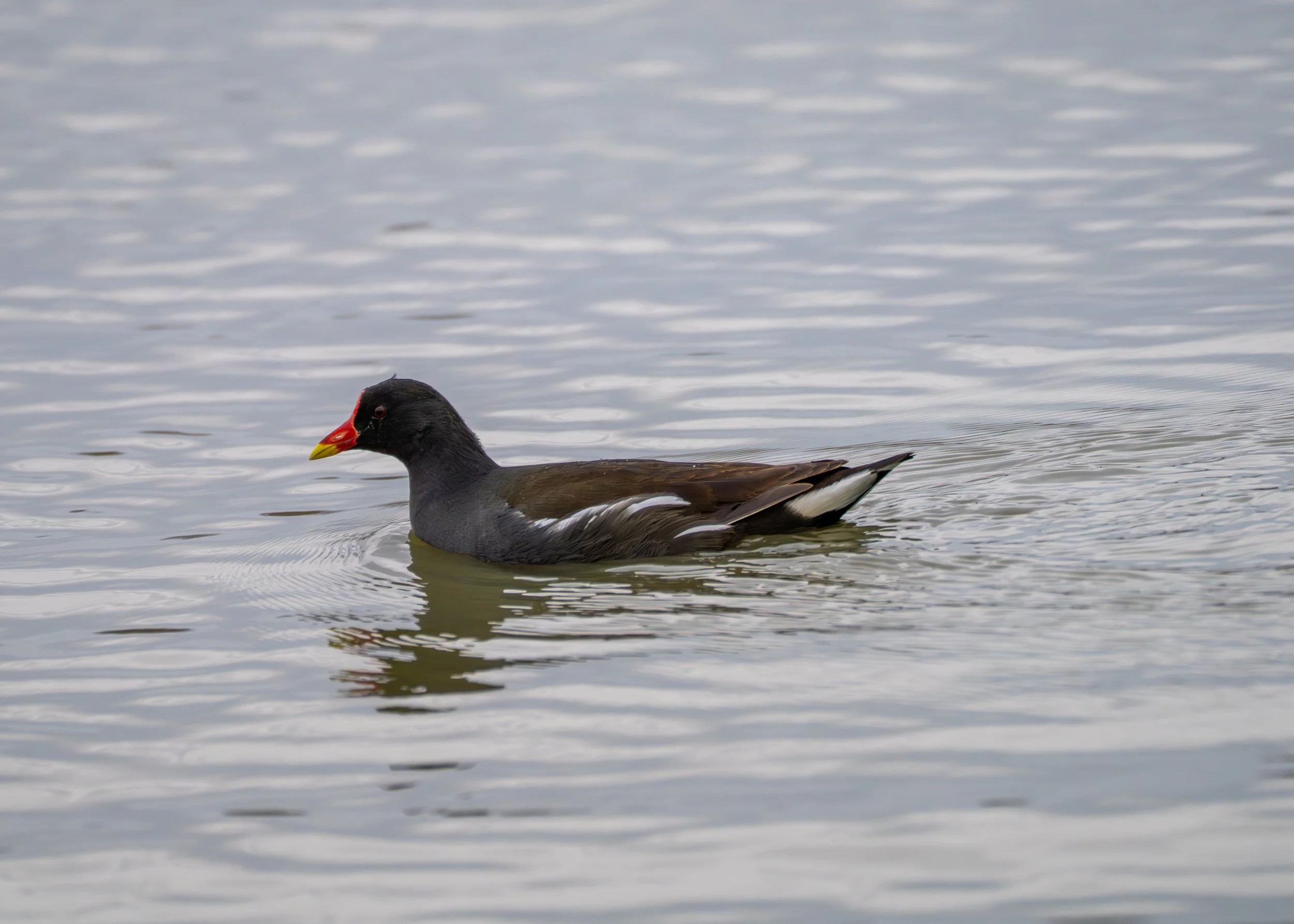 (Eurasian) Coot, Folaga
