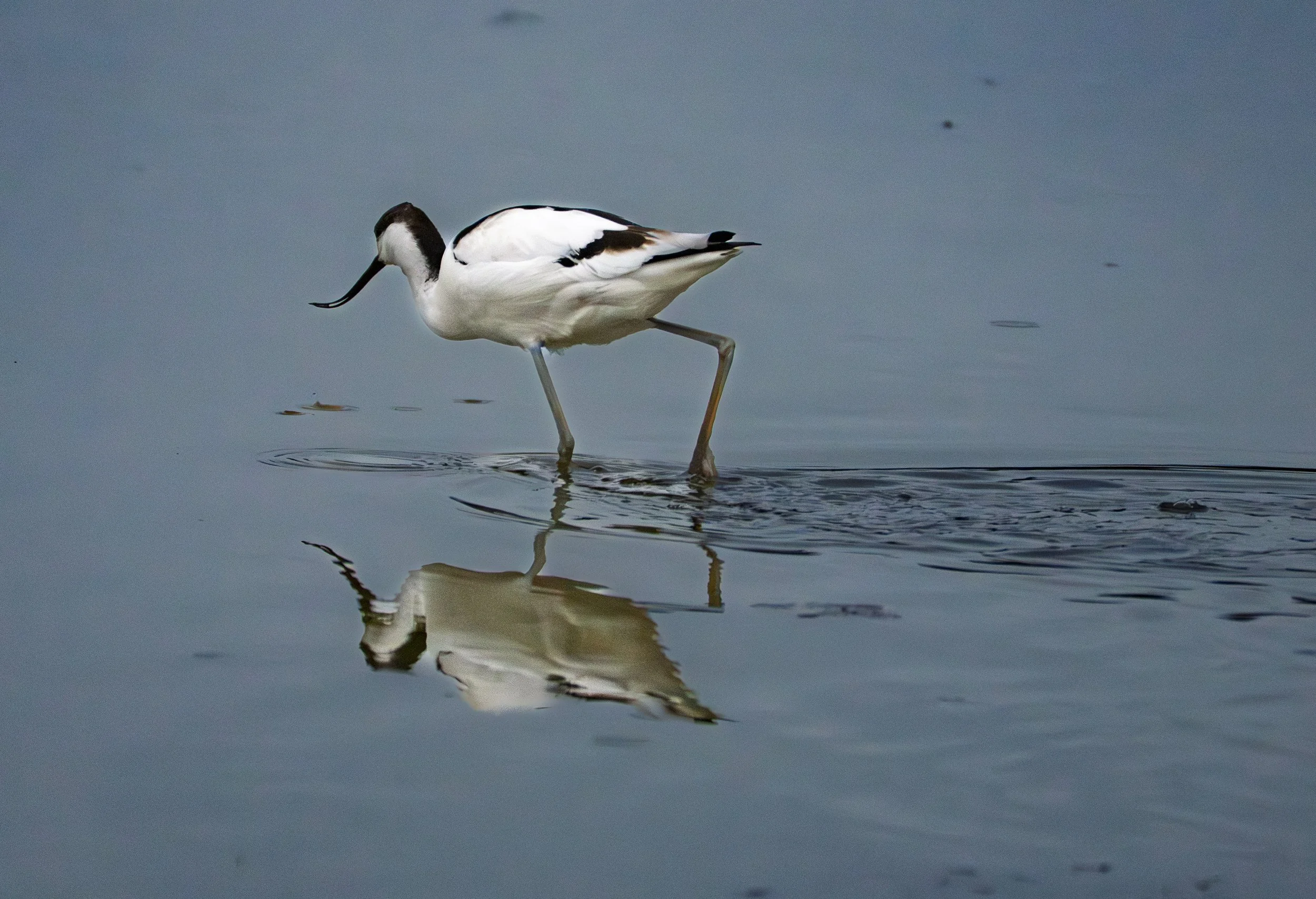 Pied Avocets -Avocetta pezzata