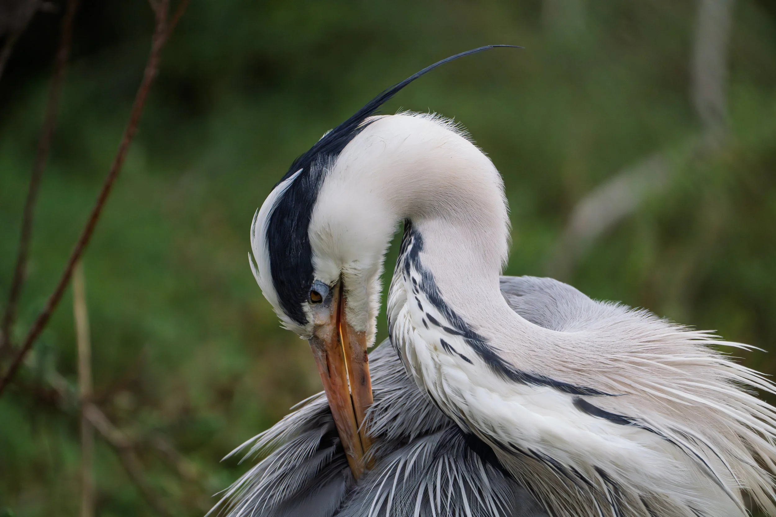Grey Heron -   Airone cenerino - Héron cendré, Camrgue
