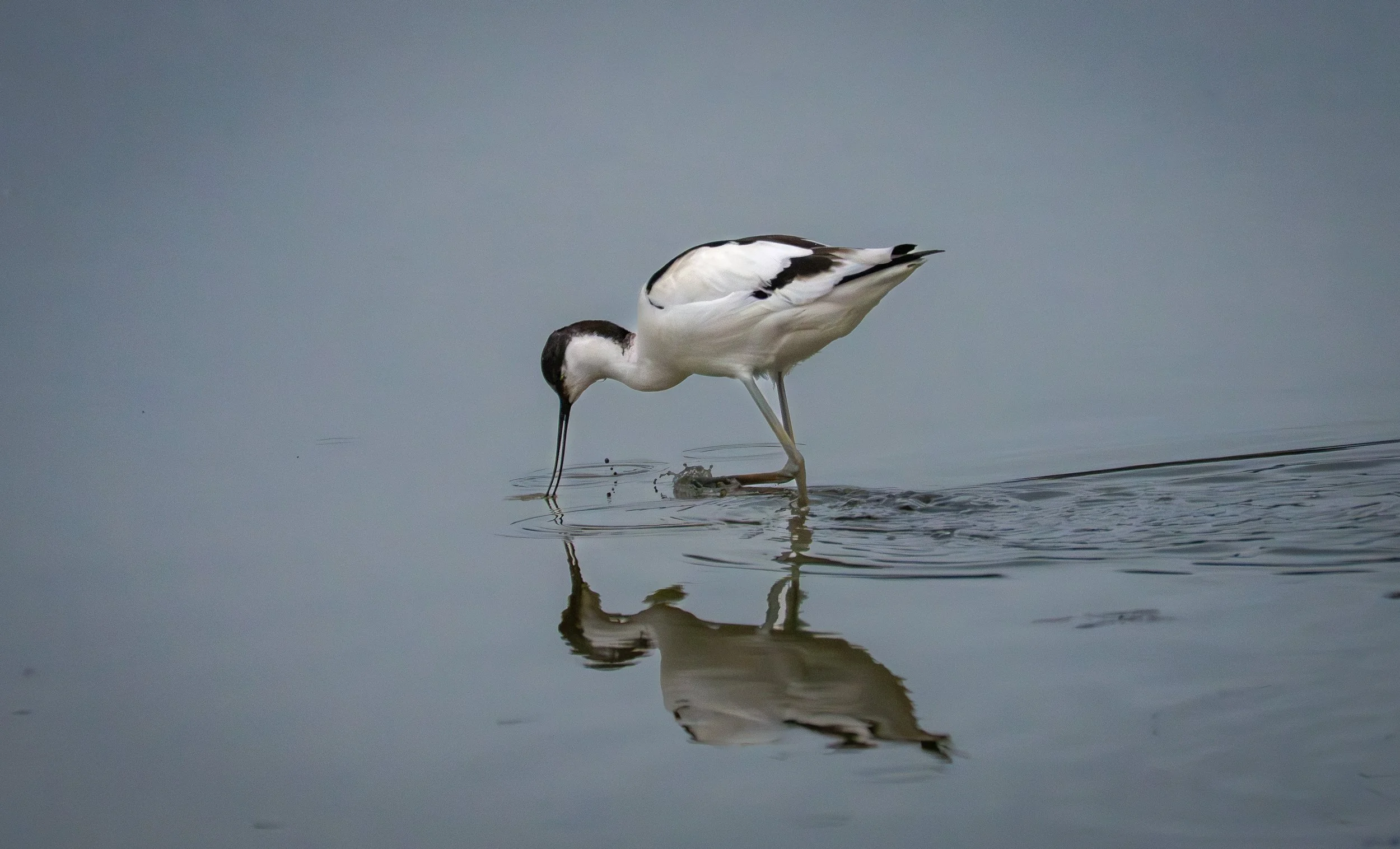 Pied Avocets -Avocetta pezzata -