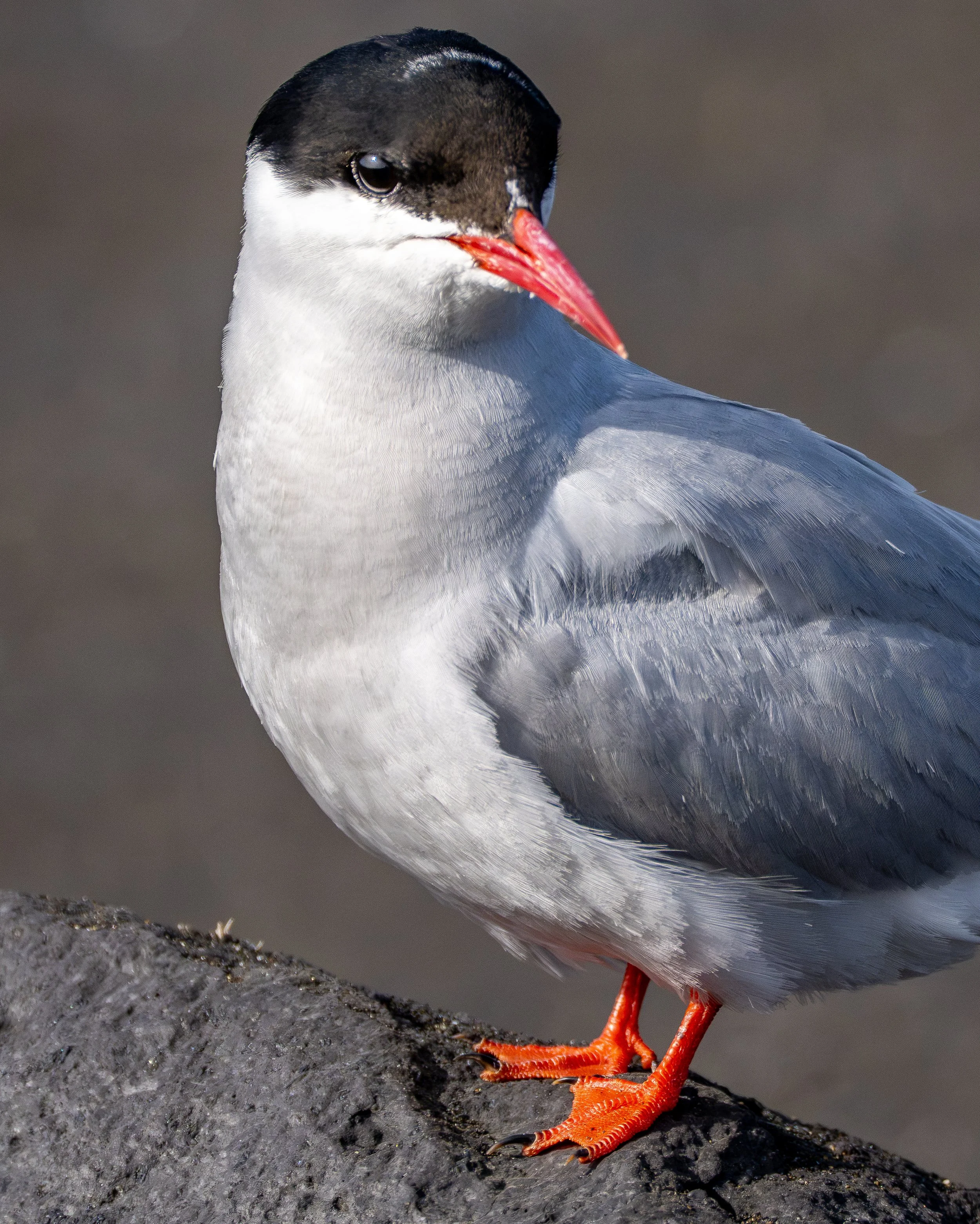Artic Tern
