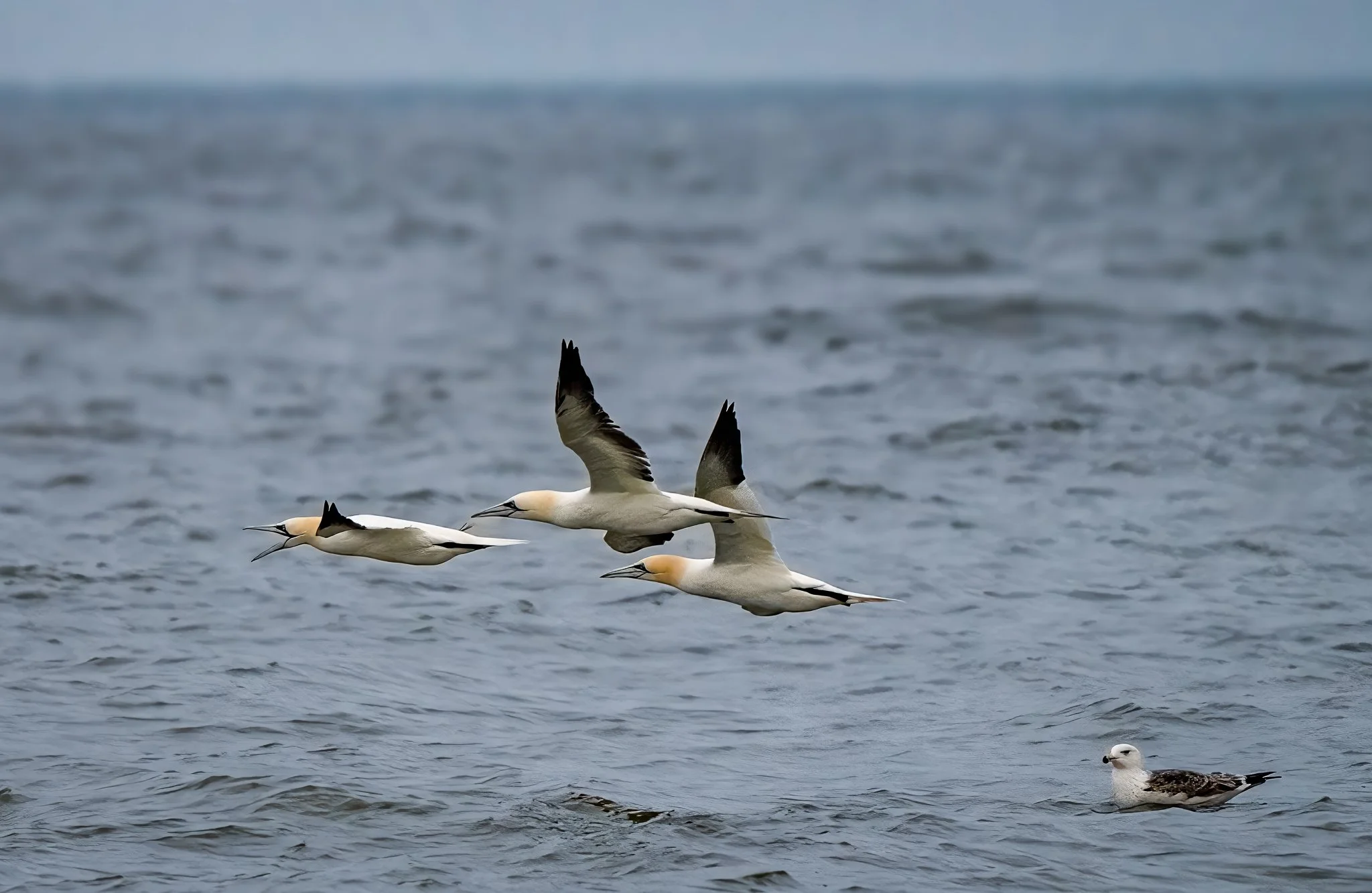Northern gannet - Sula settentrionale
