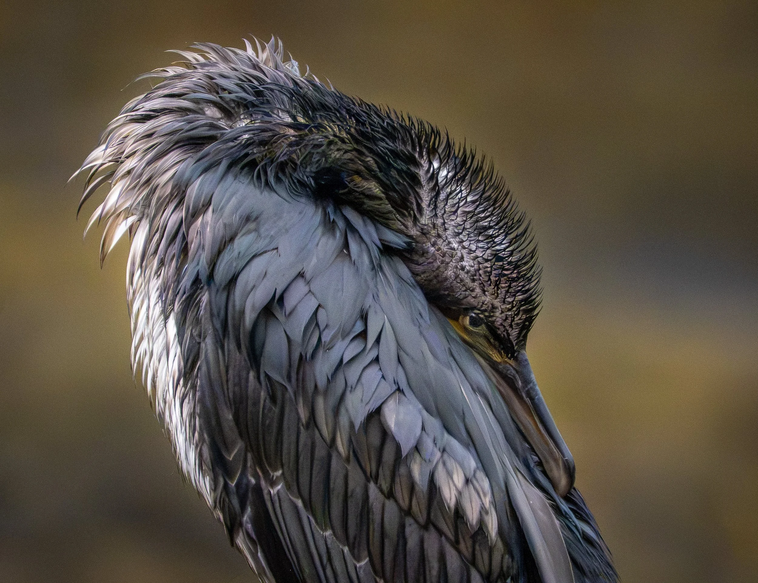 Atlantic Cormoran