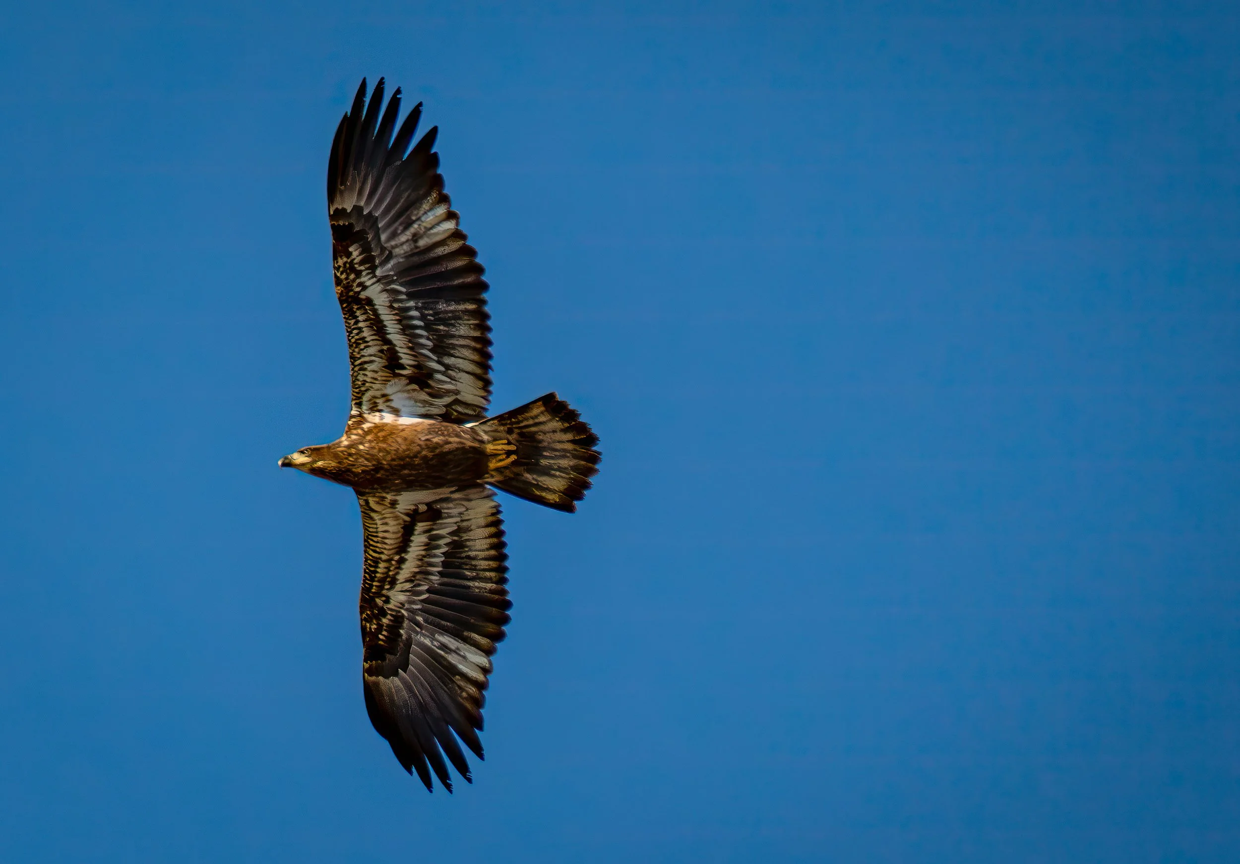 Red-tailed Hawk, Poiana