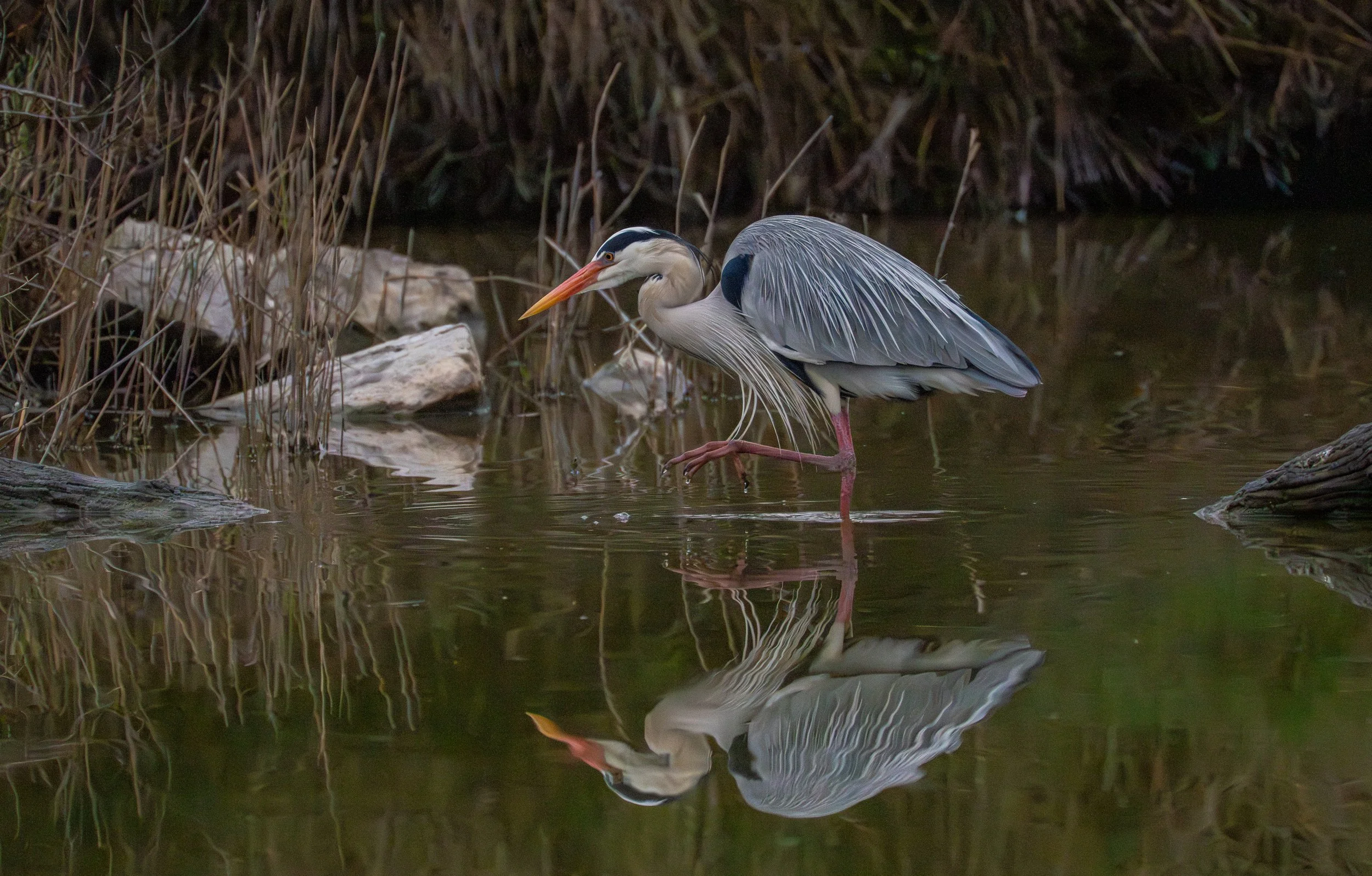 Grey Heron, Airone cenerino
