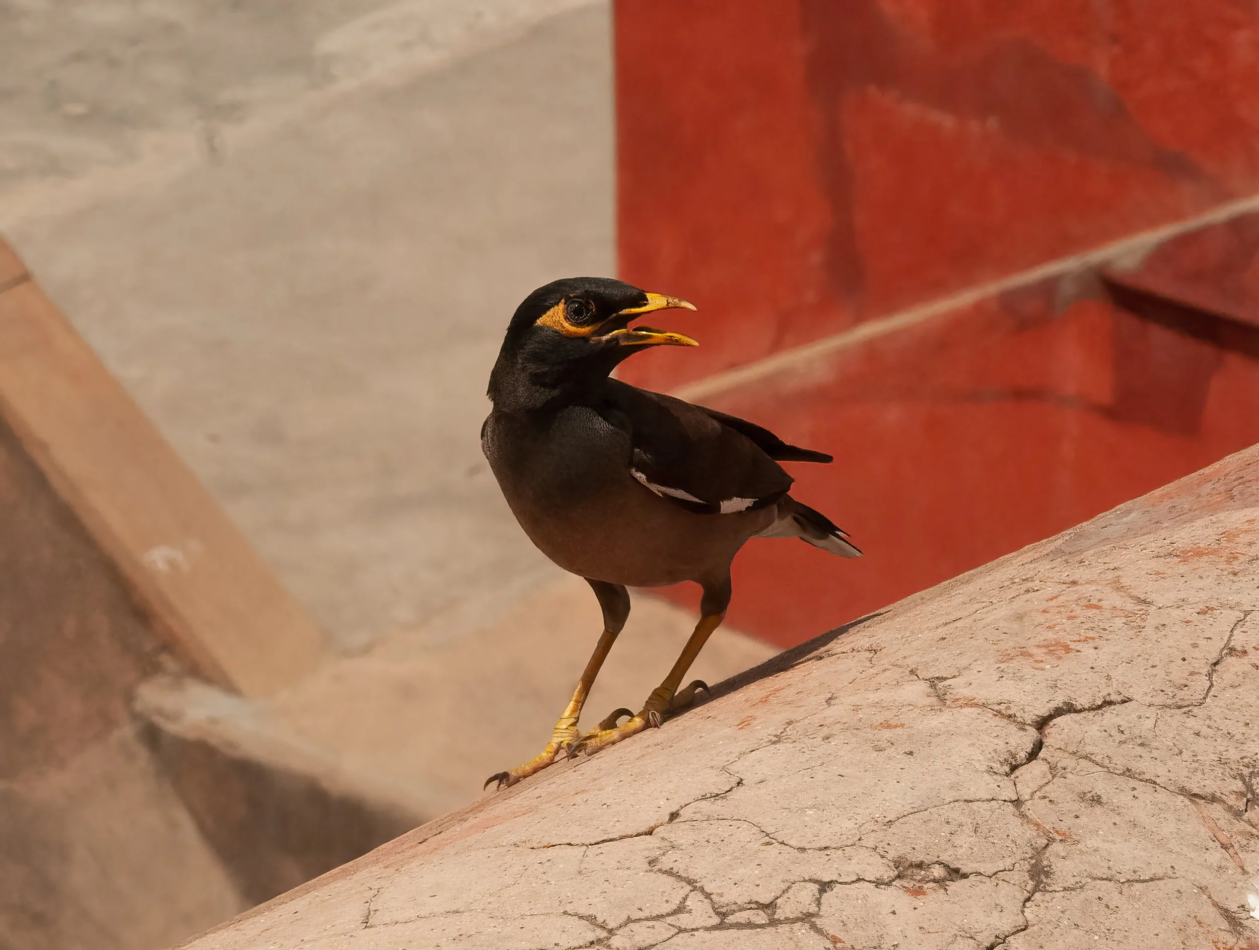 Myna - Maina comune. (India)