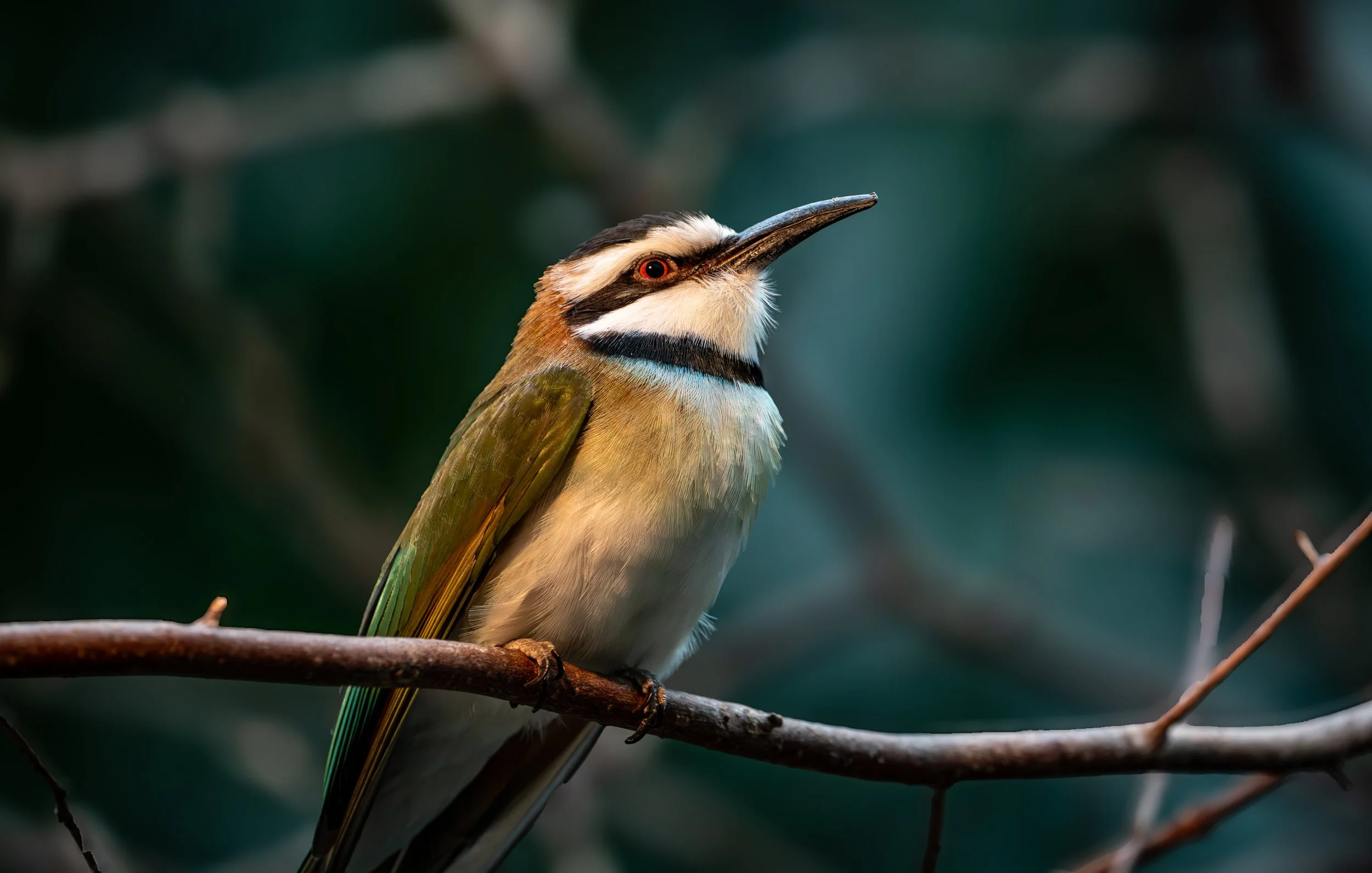 White-throated Bee-eater