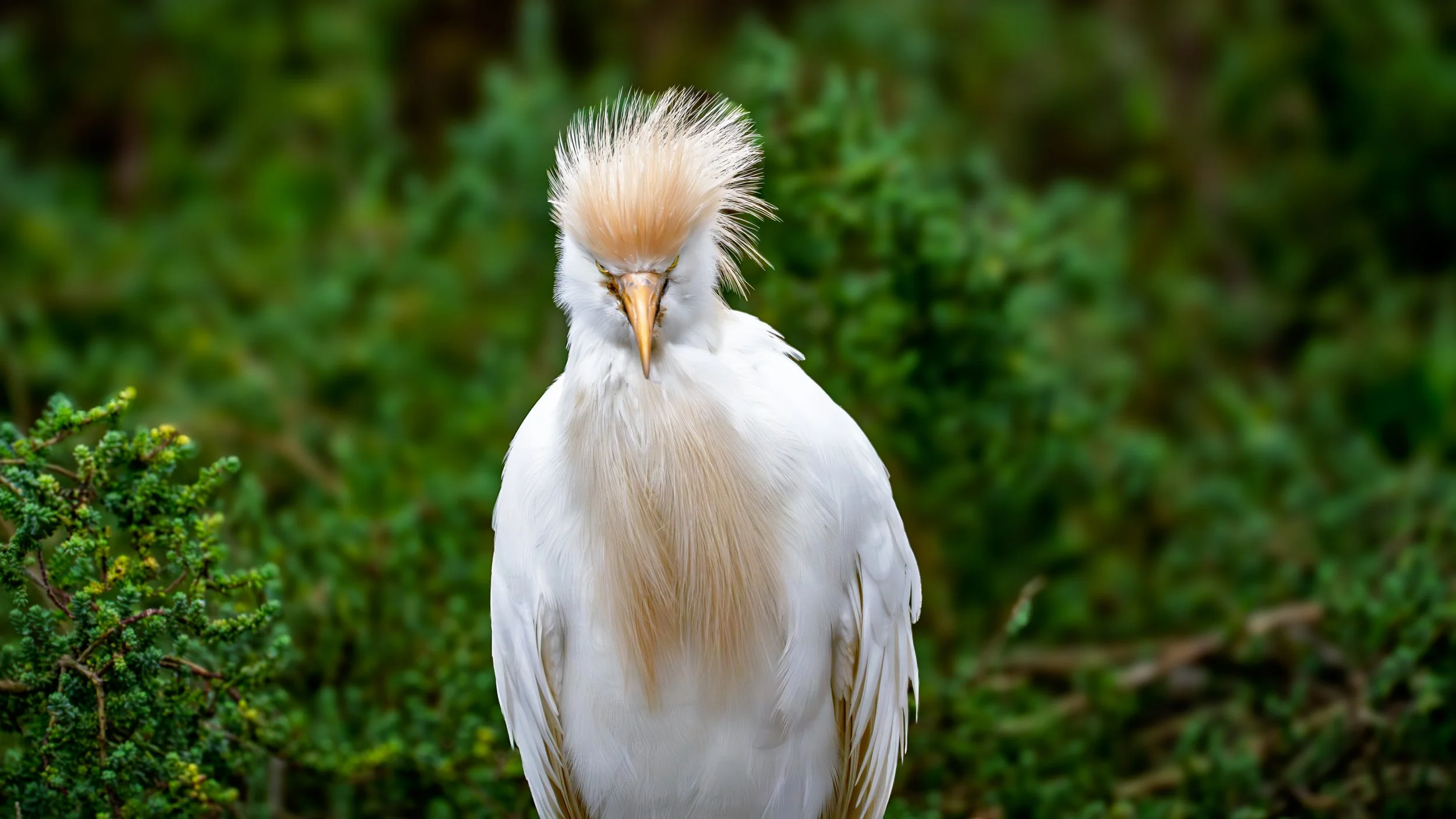 Cattle egret, Airone guardabuoi