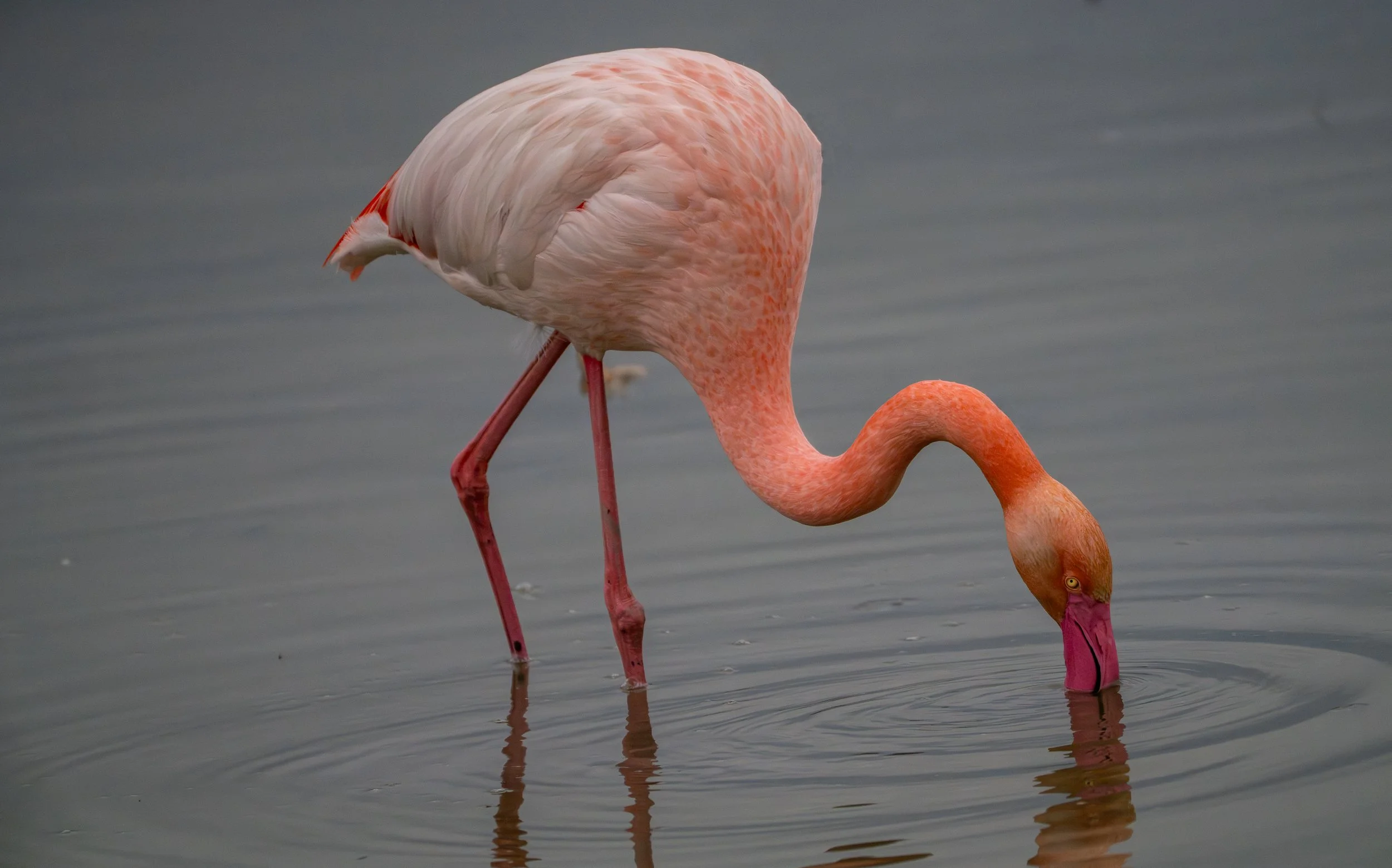 Greater Flamingo, Fenicottero rosa