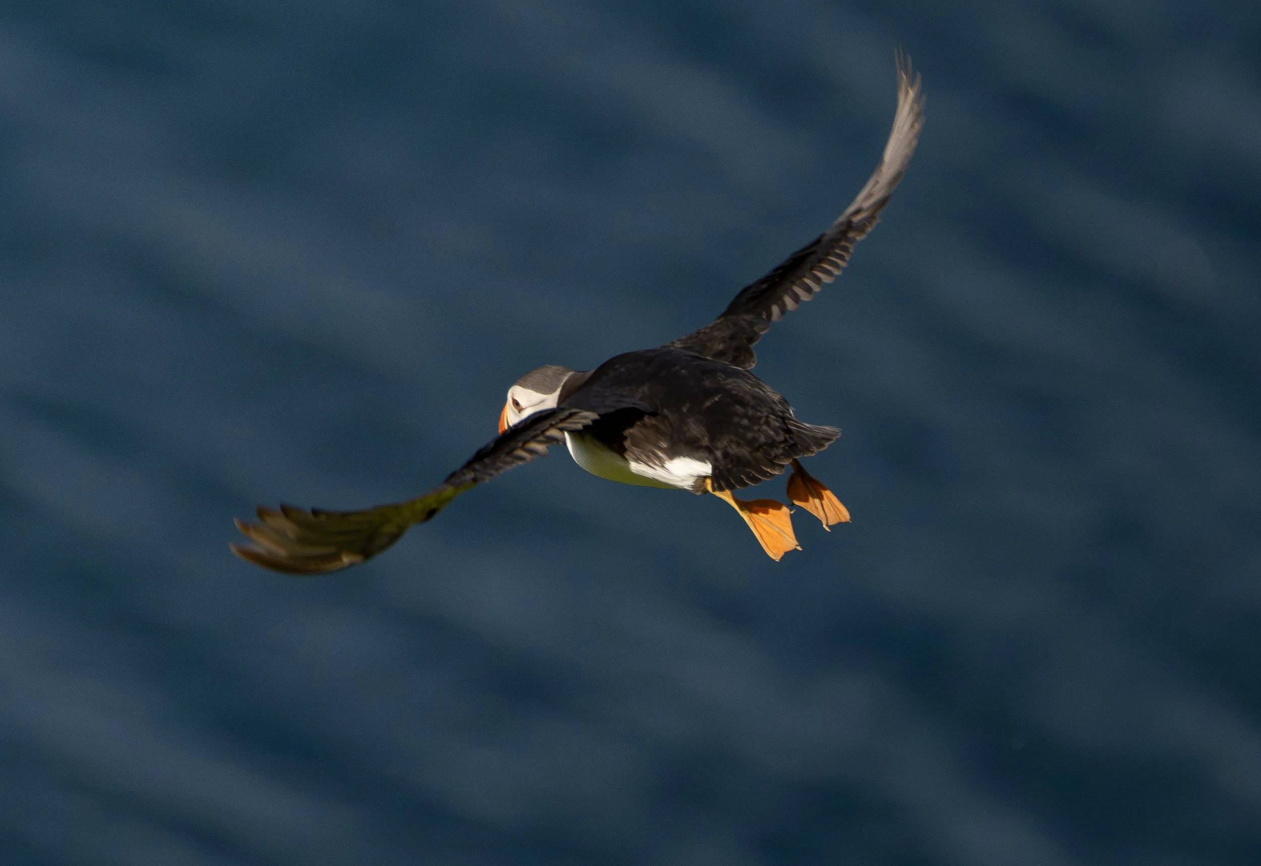 Puffin, Iceland