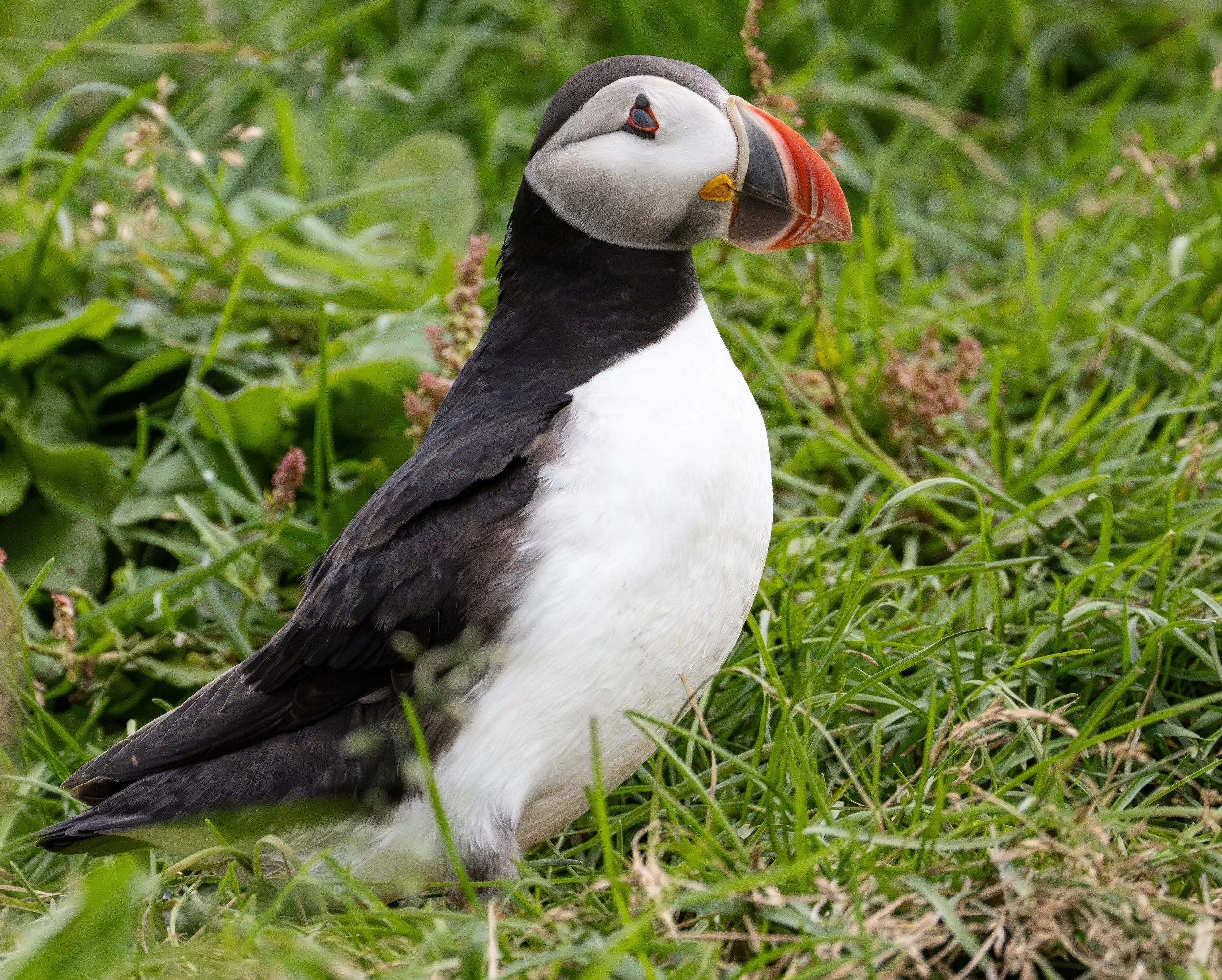 Puffin, Iceland