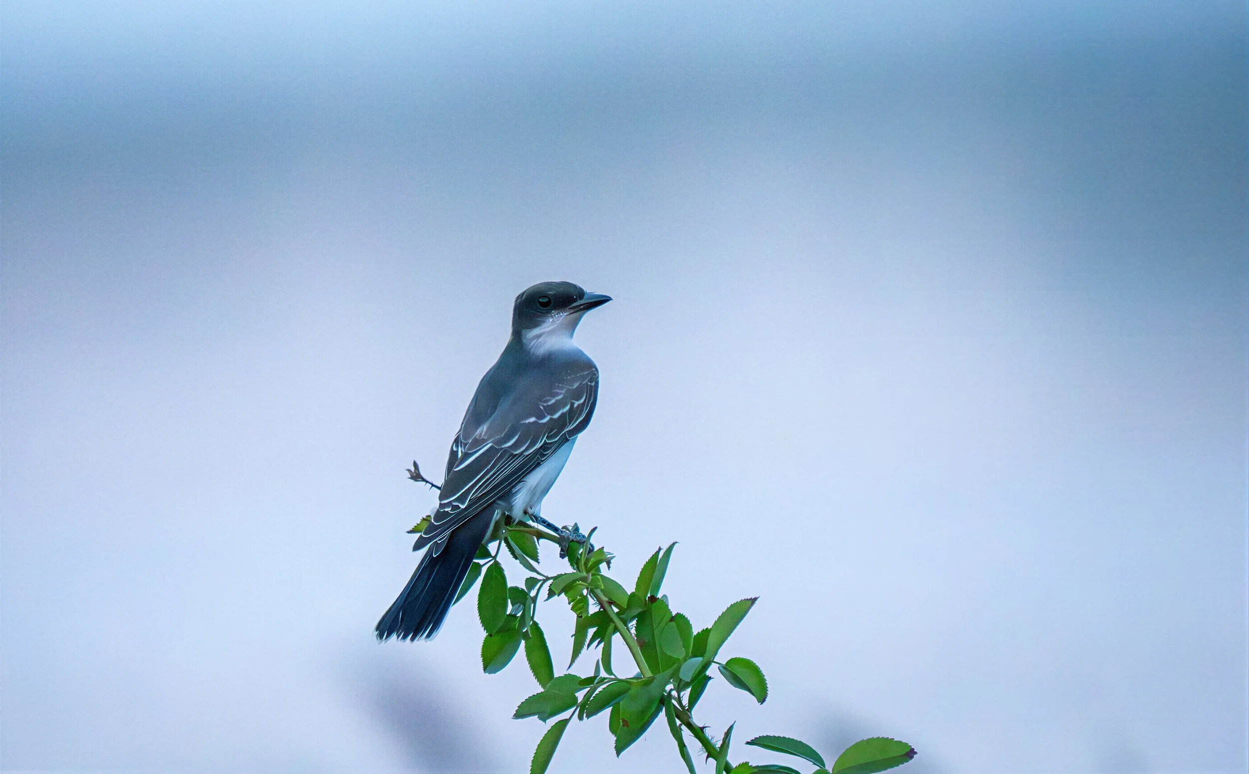 Kingbird  - Tiranno
