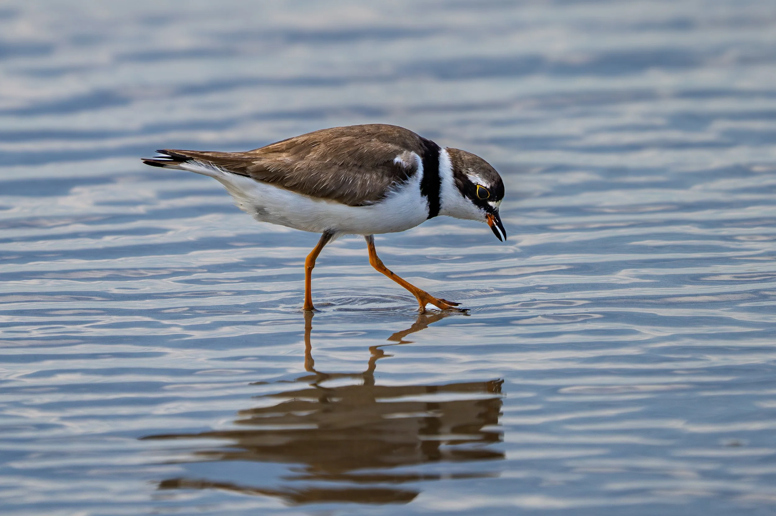 Semipalmated Plover - Piviere semipalmato