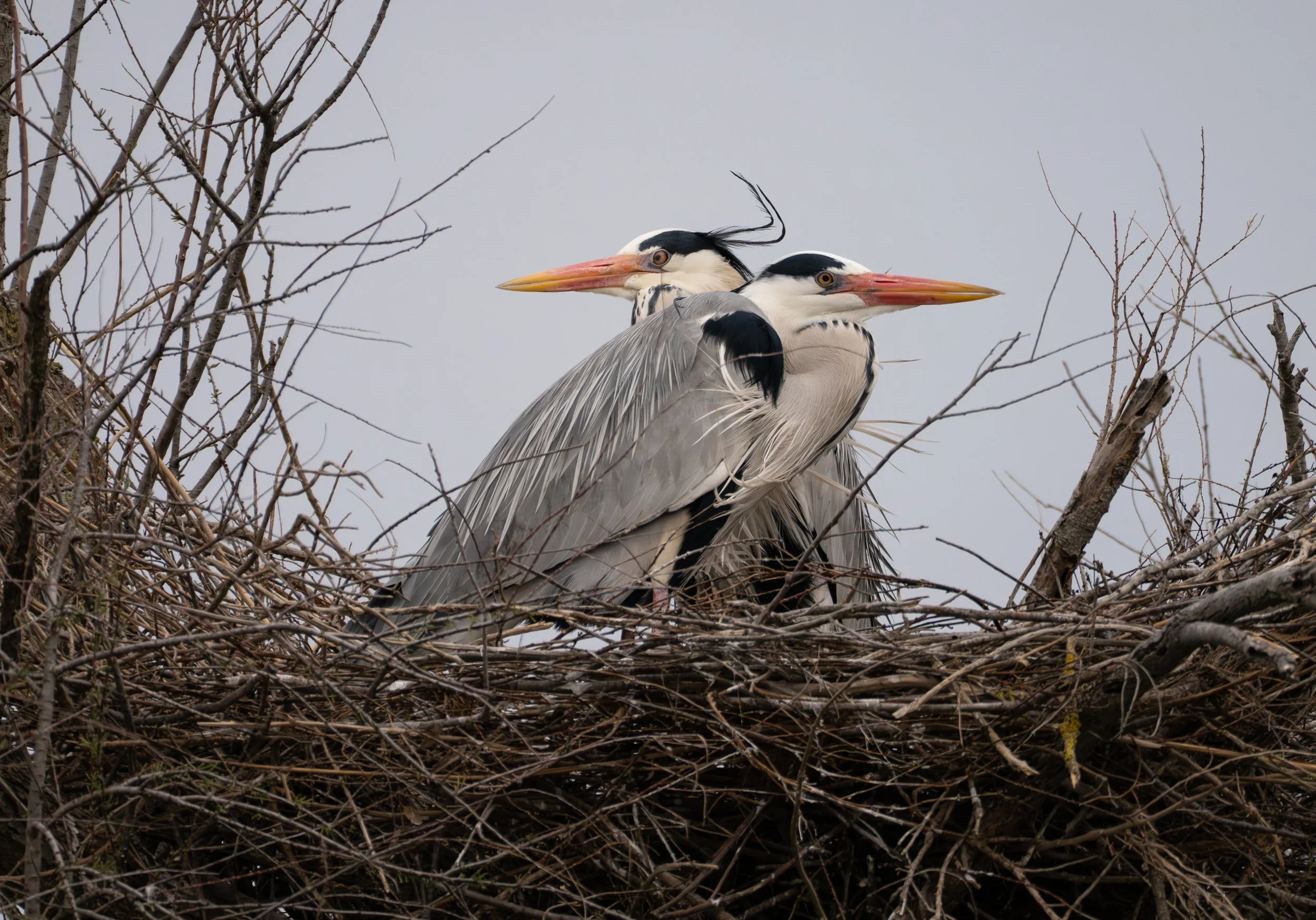Grey Heron, Airone cenerino
