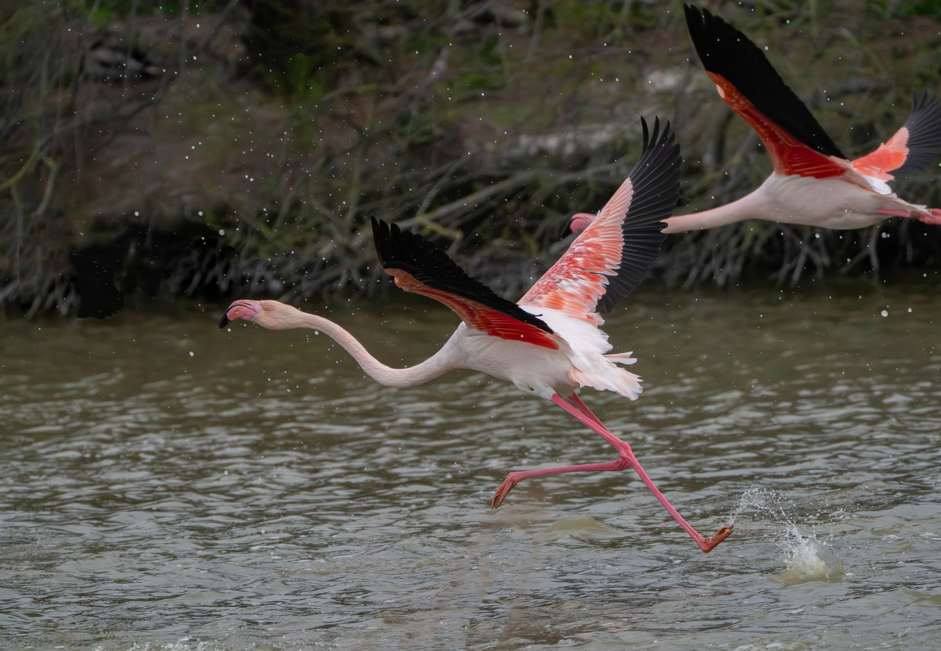 Greater Flamingo, Fenicottero rosa