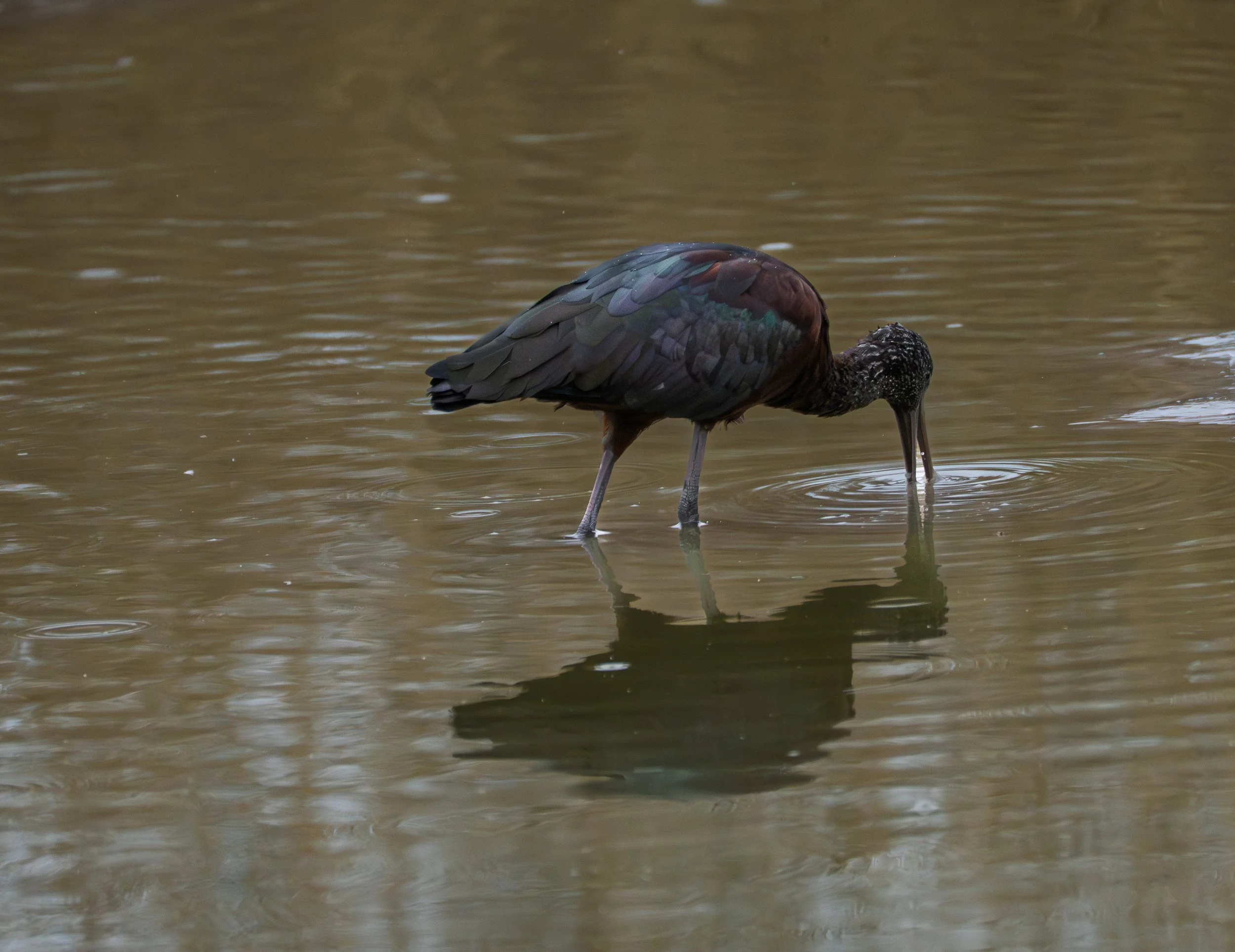 Glossy Ibis, Ibis lucido