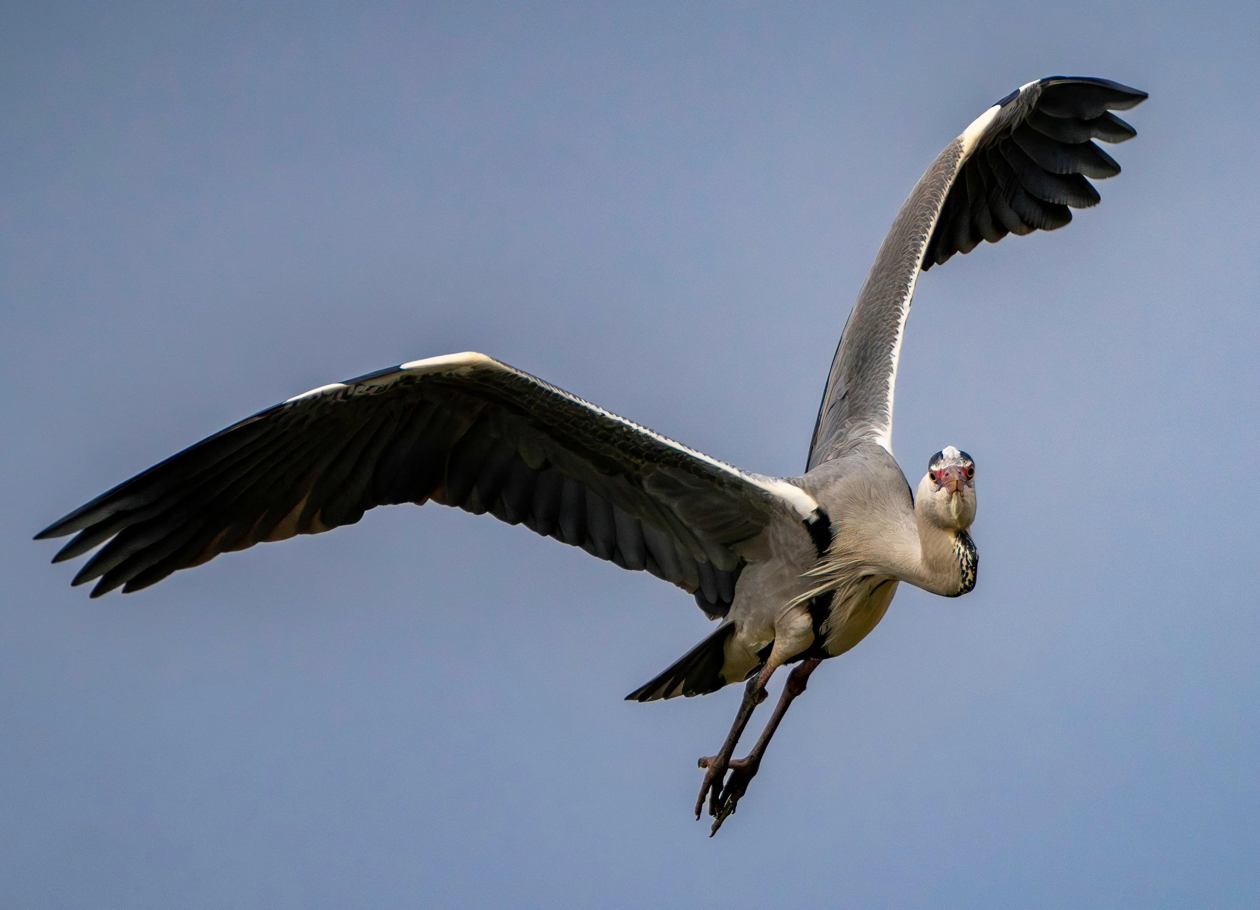 Grey Heron, Airone cenerino
