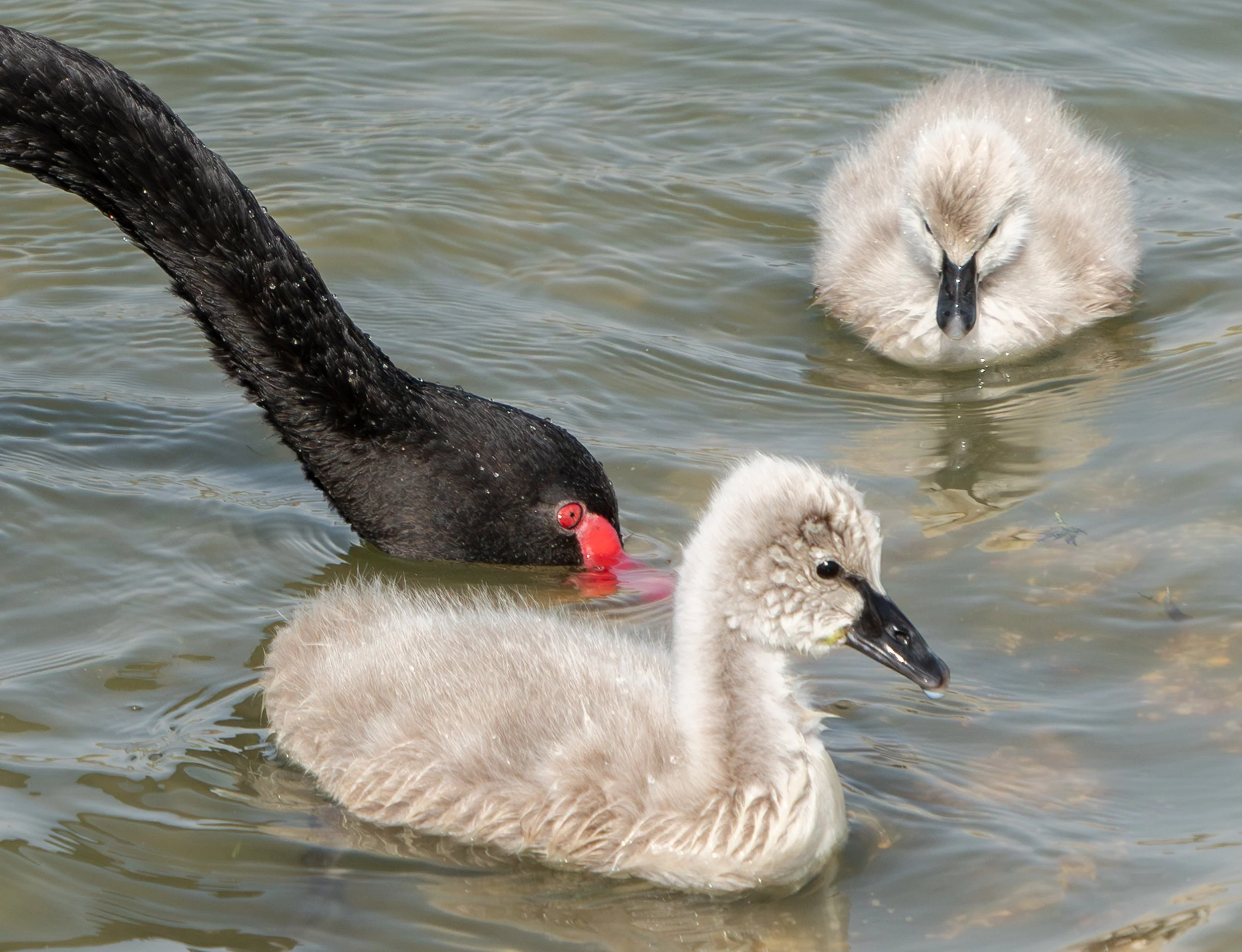 Black Swan 

