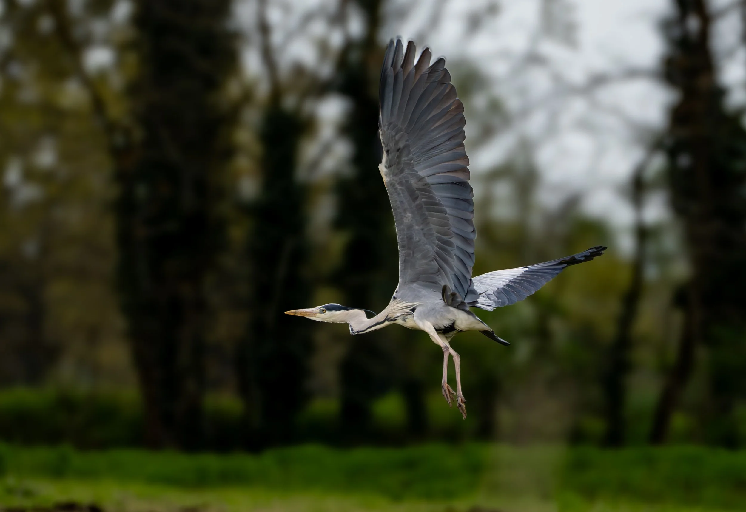 Grey Heron, Airone cenerino
