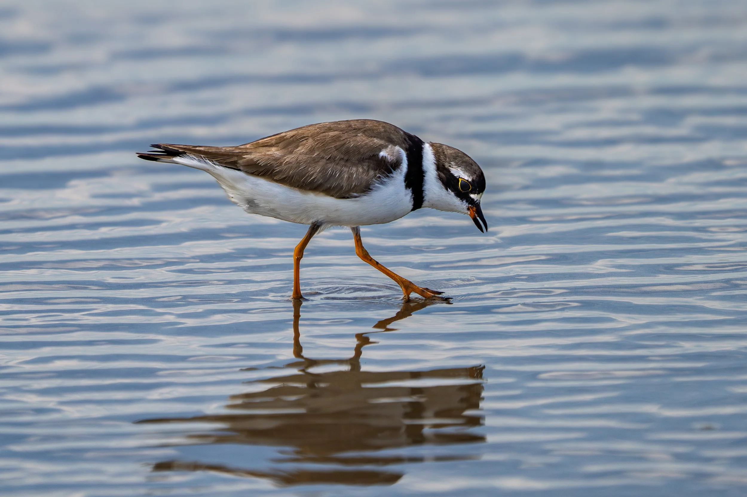 Semipalmated Plover - Piviere semipalmato