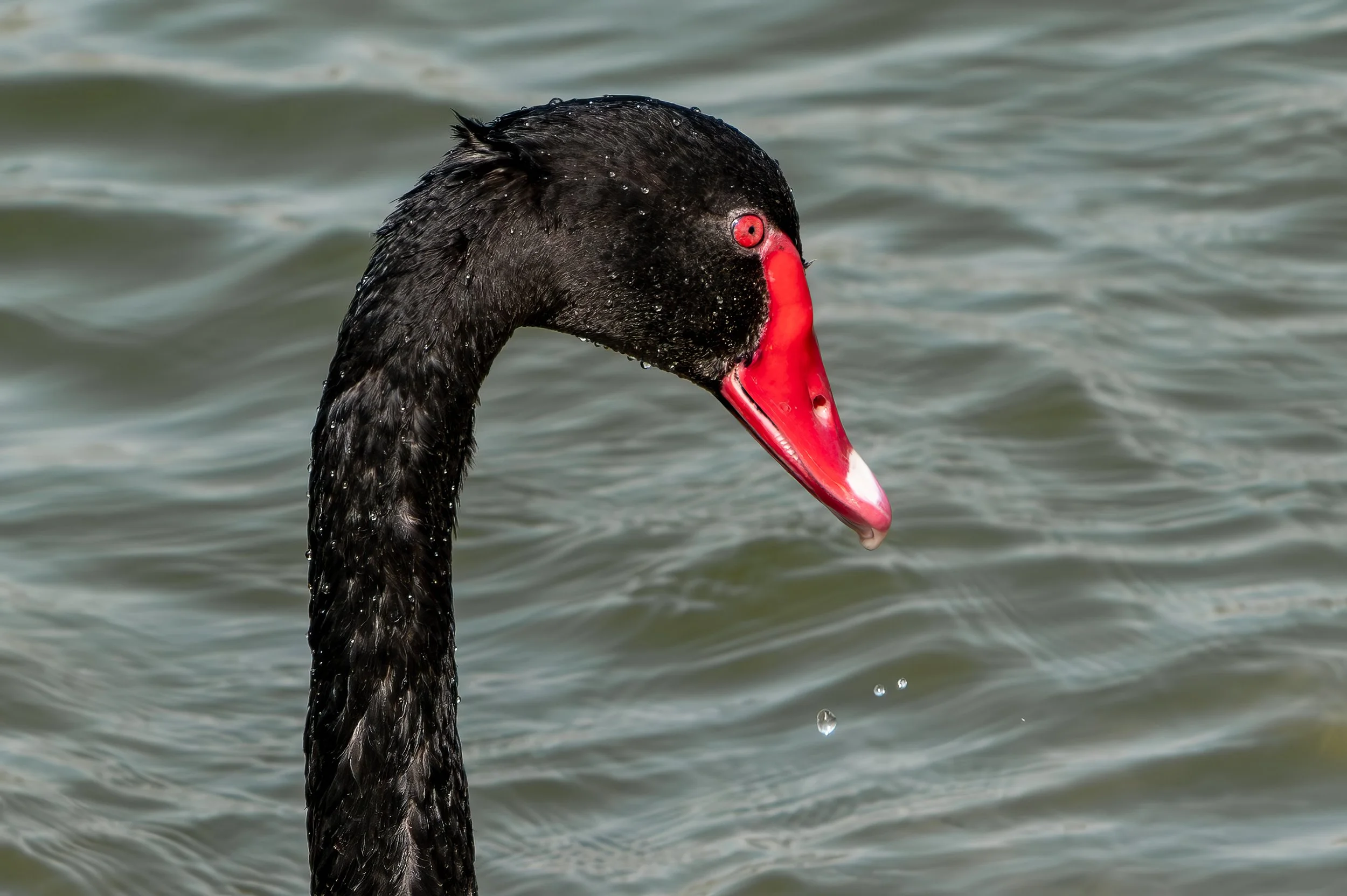 Black Swan 