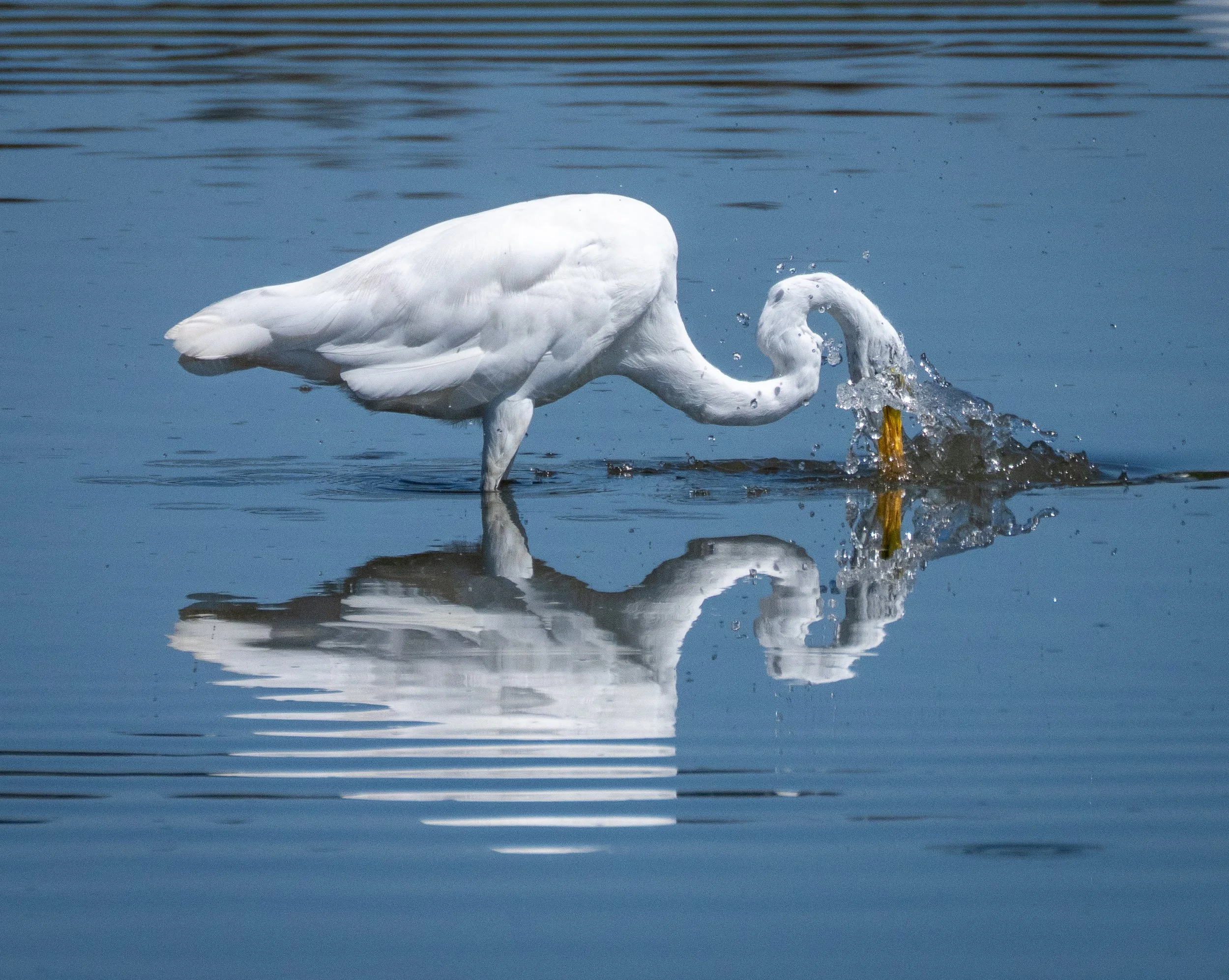 Eastern great egret - Airone bianco