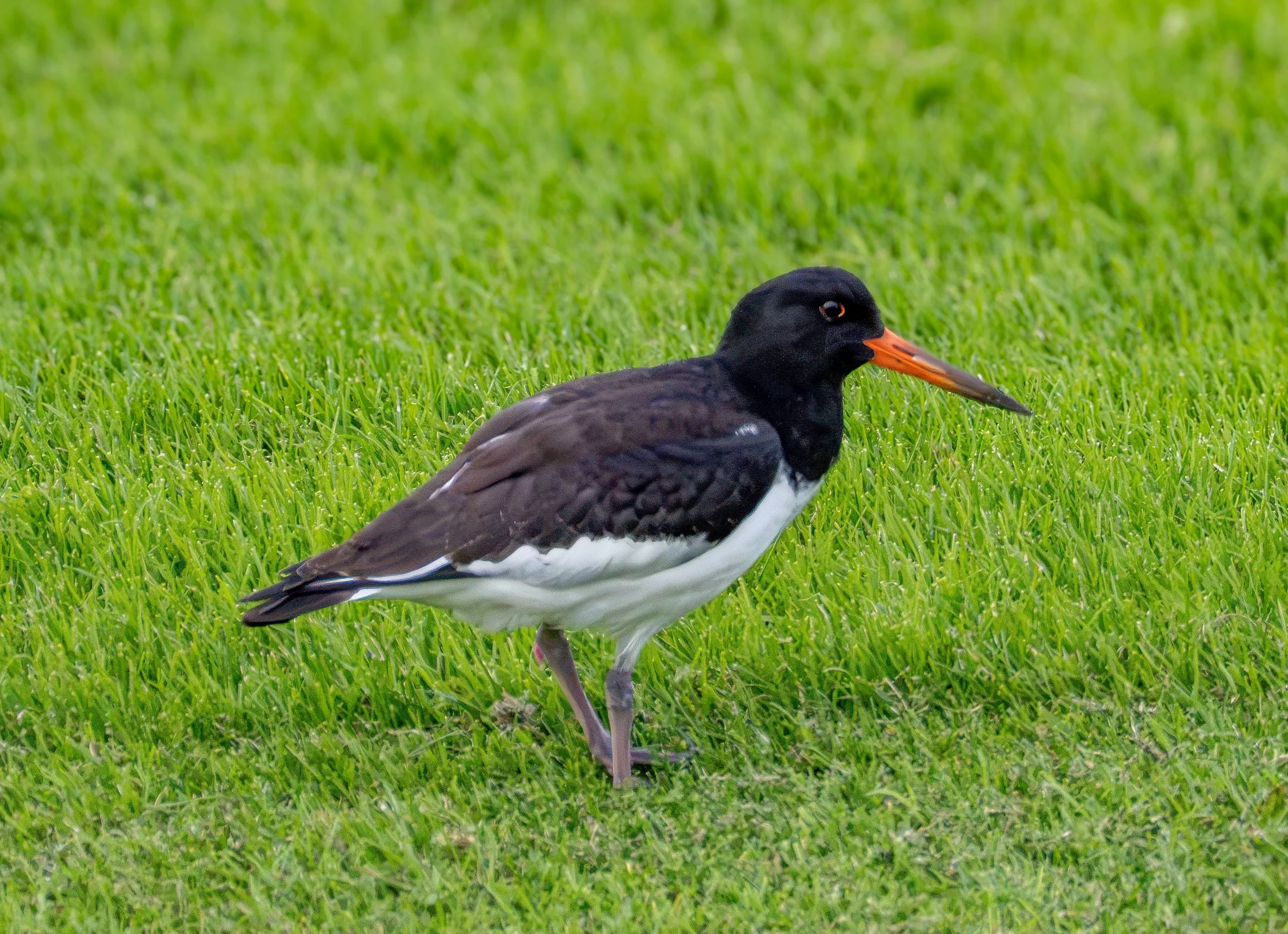Oystercatcher - Beccaccia di mare
