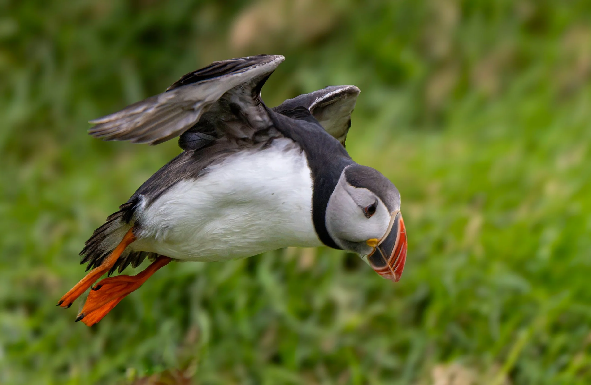 Puffin, Iceland