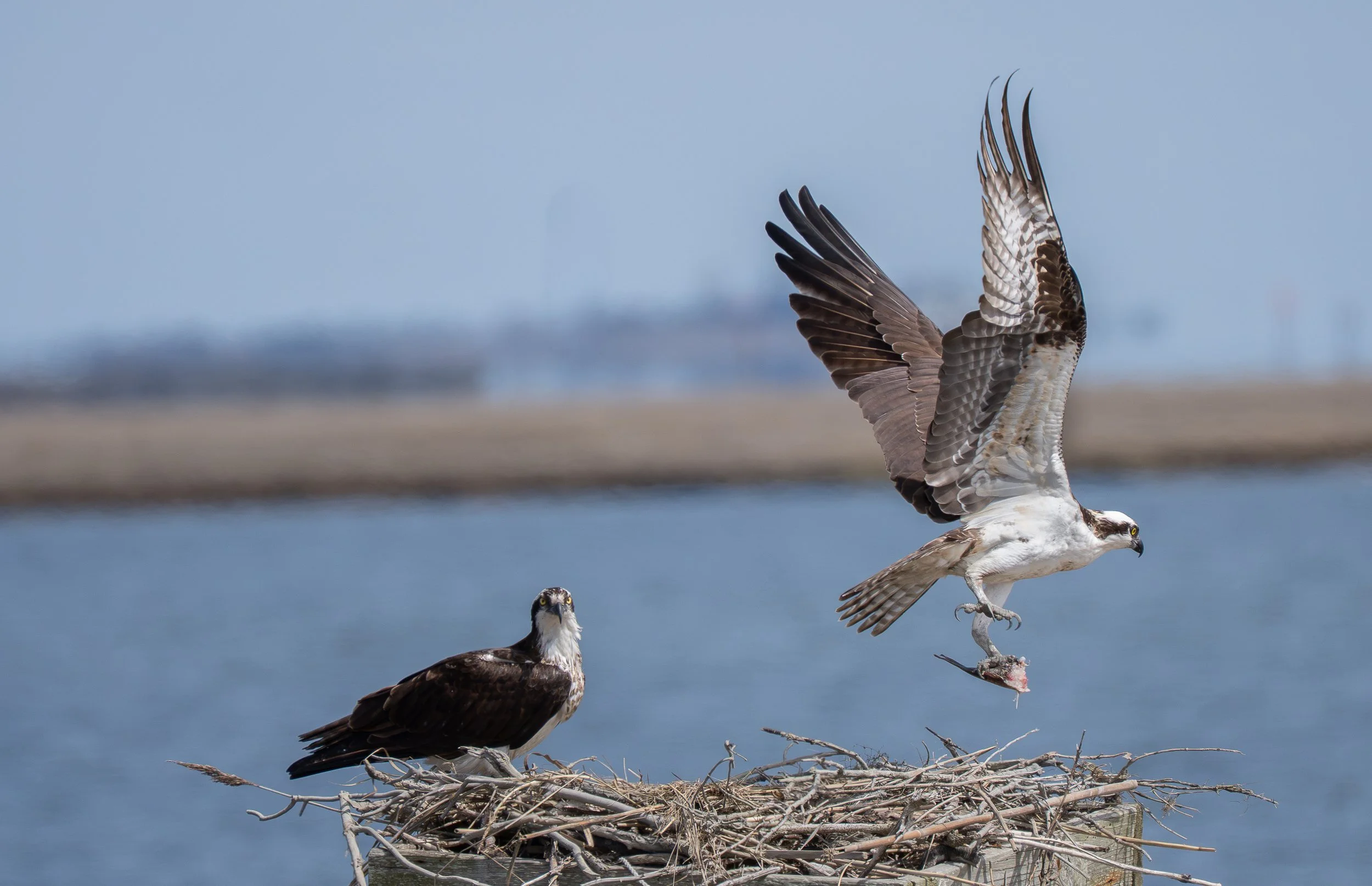 Osprey - Falco Pescatore