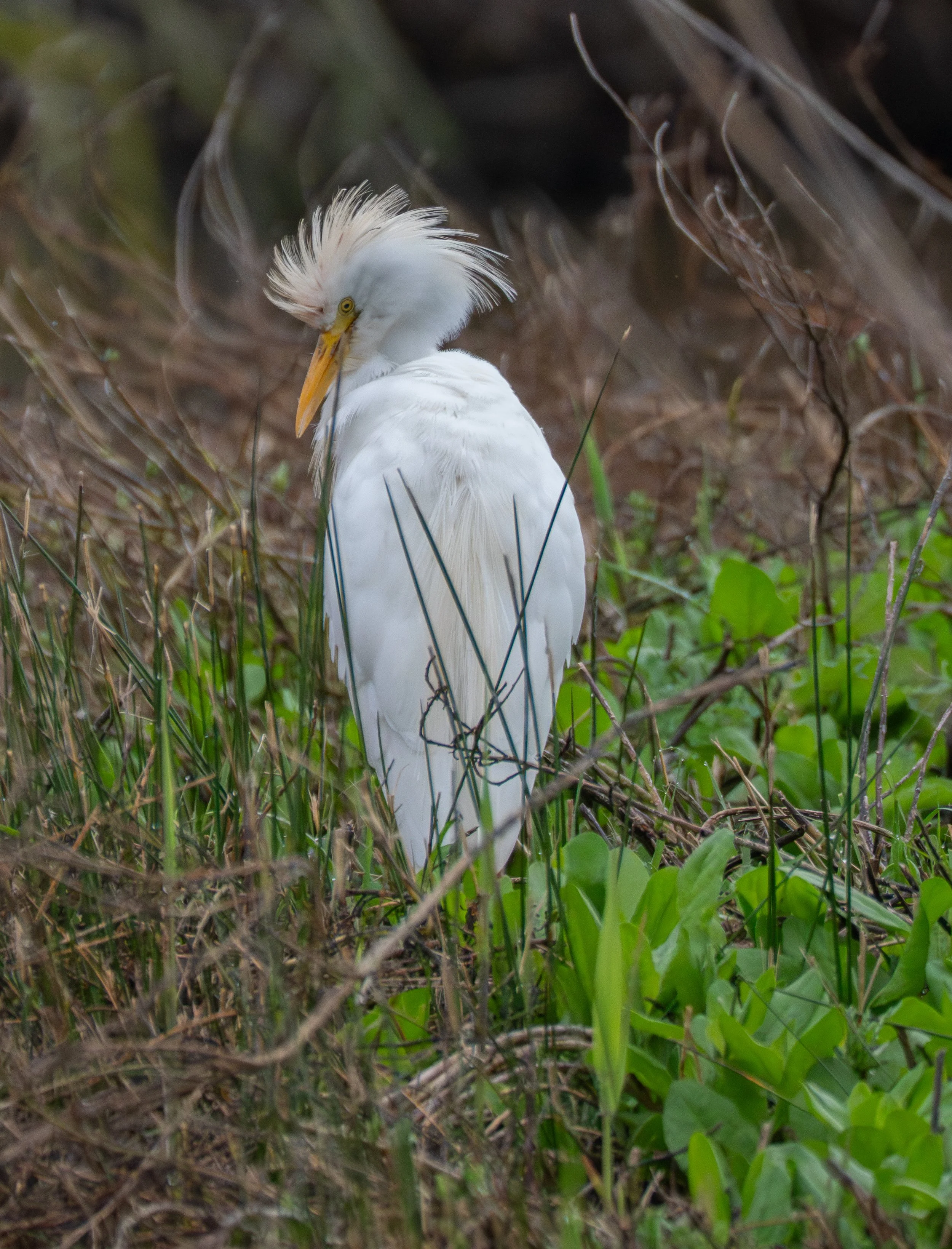 Cattle egret, Airone guardabuoi