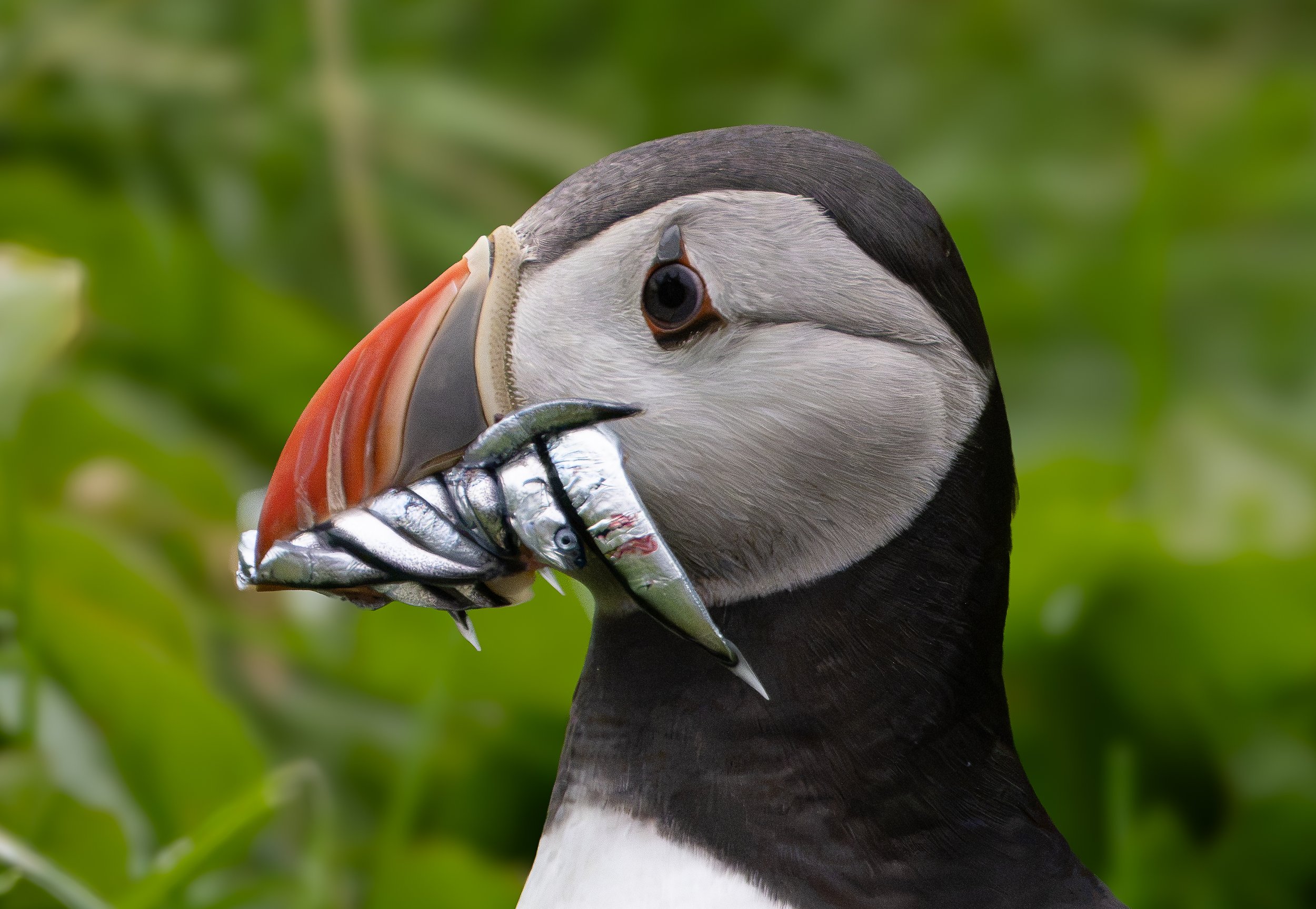 Puffin with Copelin