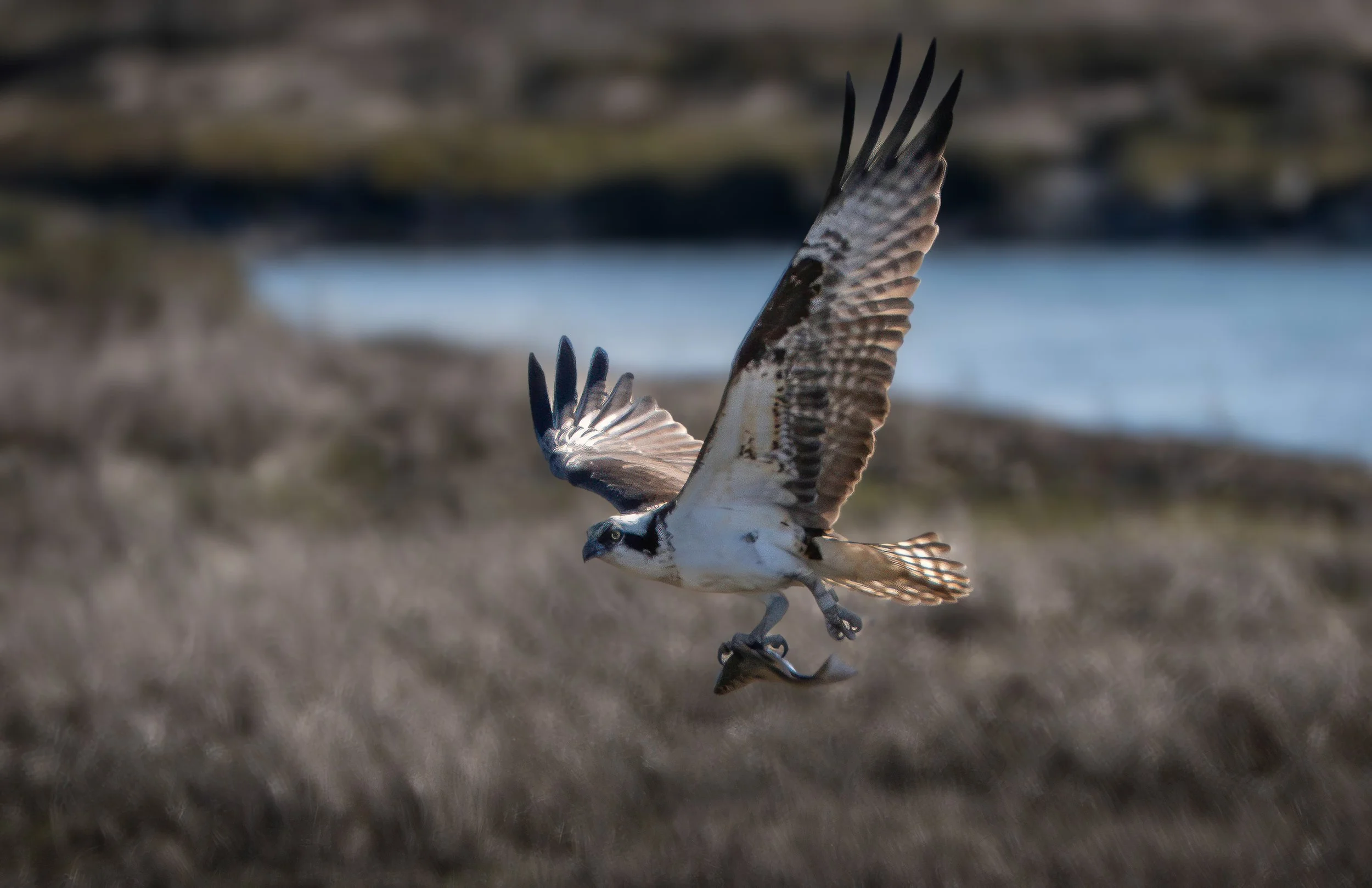 Osprey - Falco Pescatore
