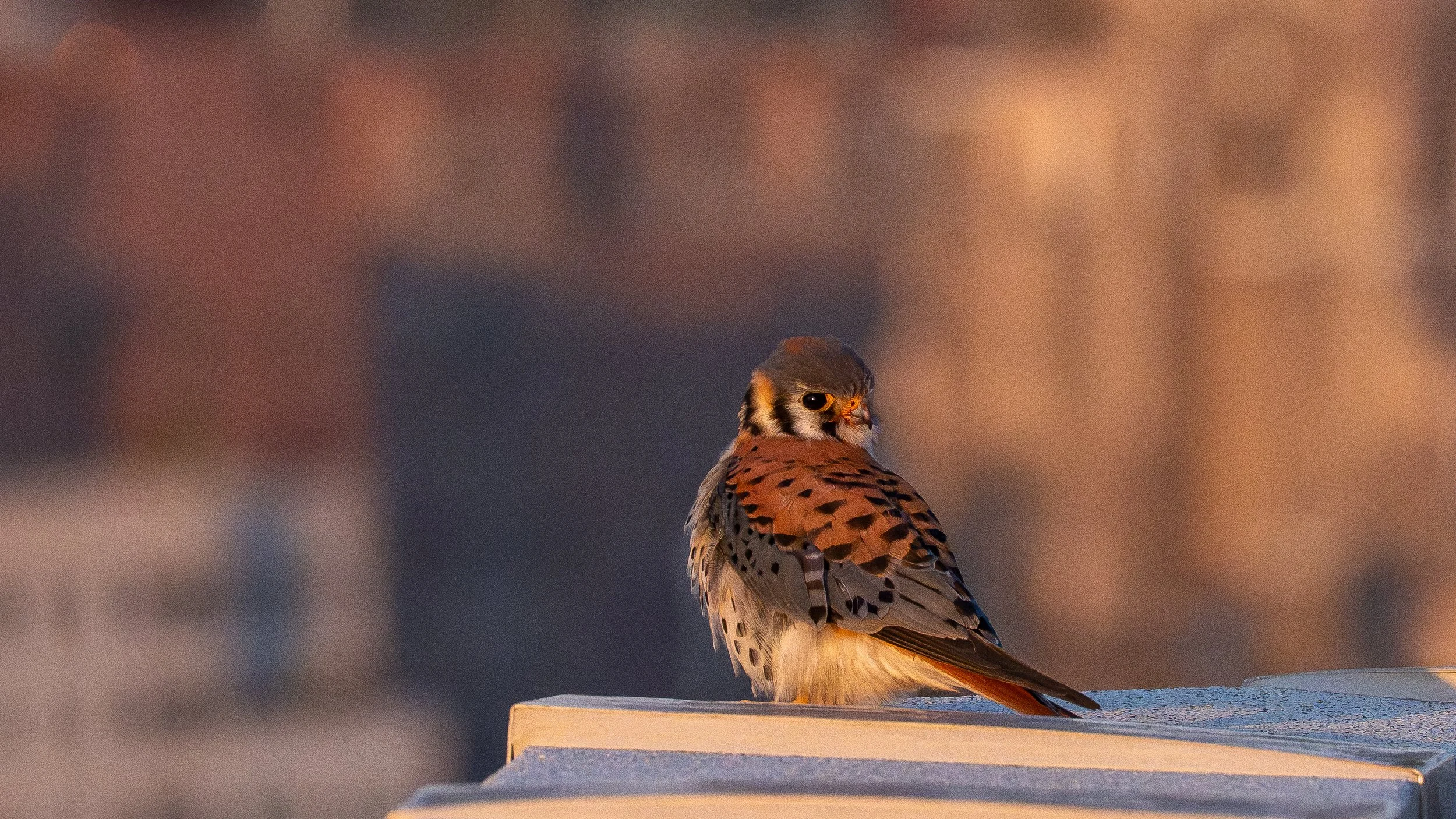 American Kestrel - Gheppio Americano
Kingbird  - Tiranno

