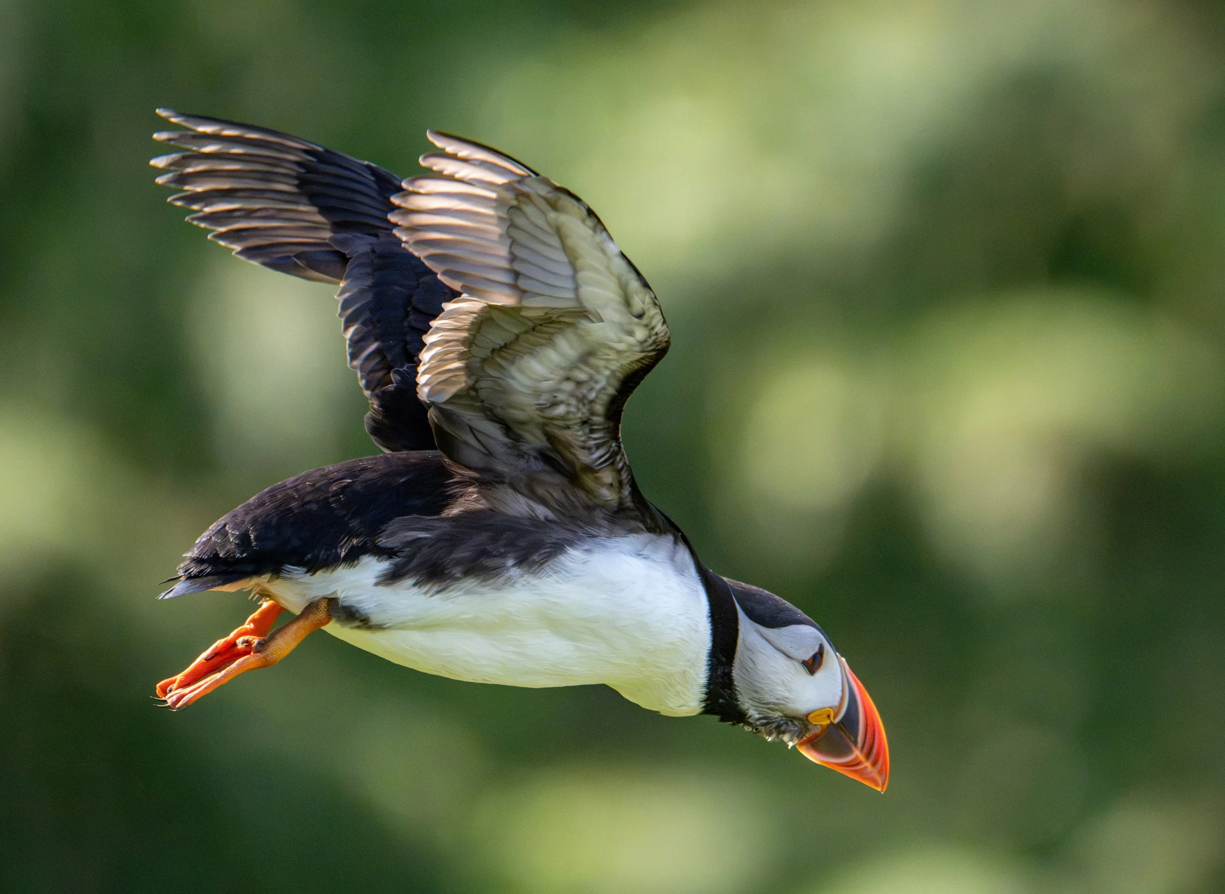 Puffin, Iceland