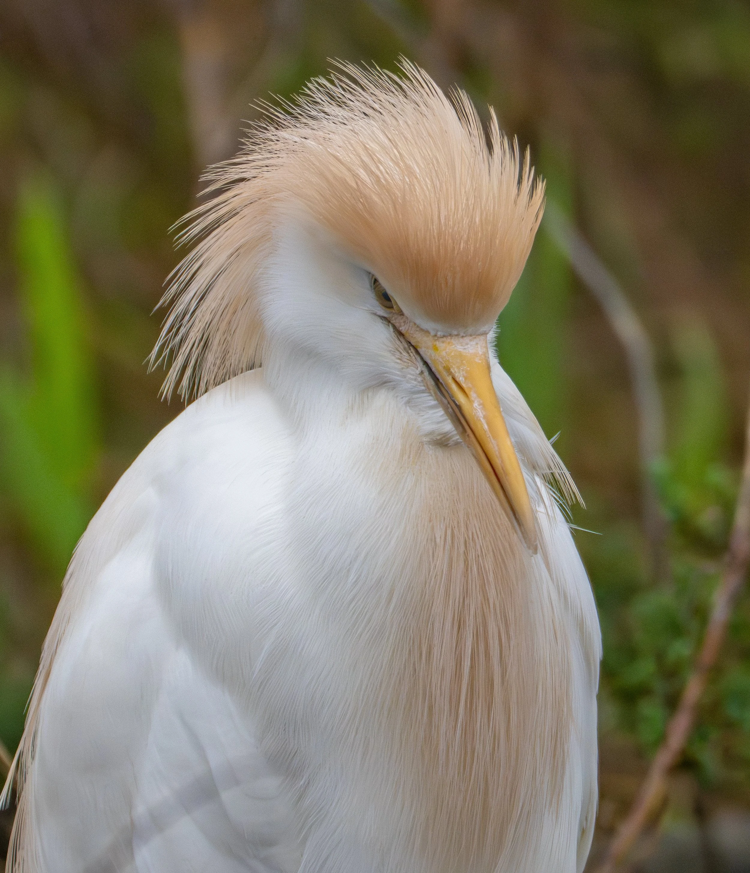 Cattle egret, Airone guardabuoi