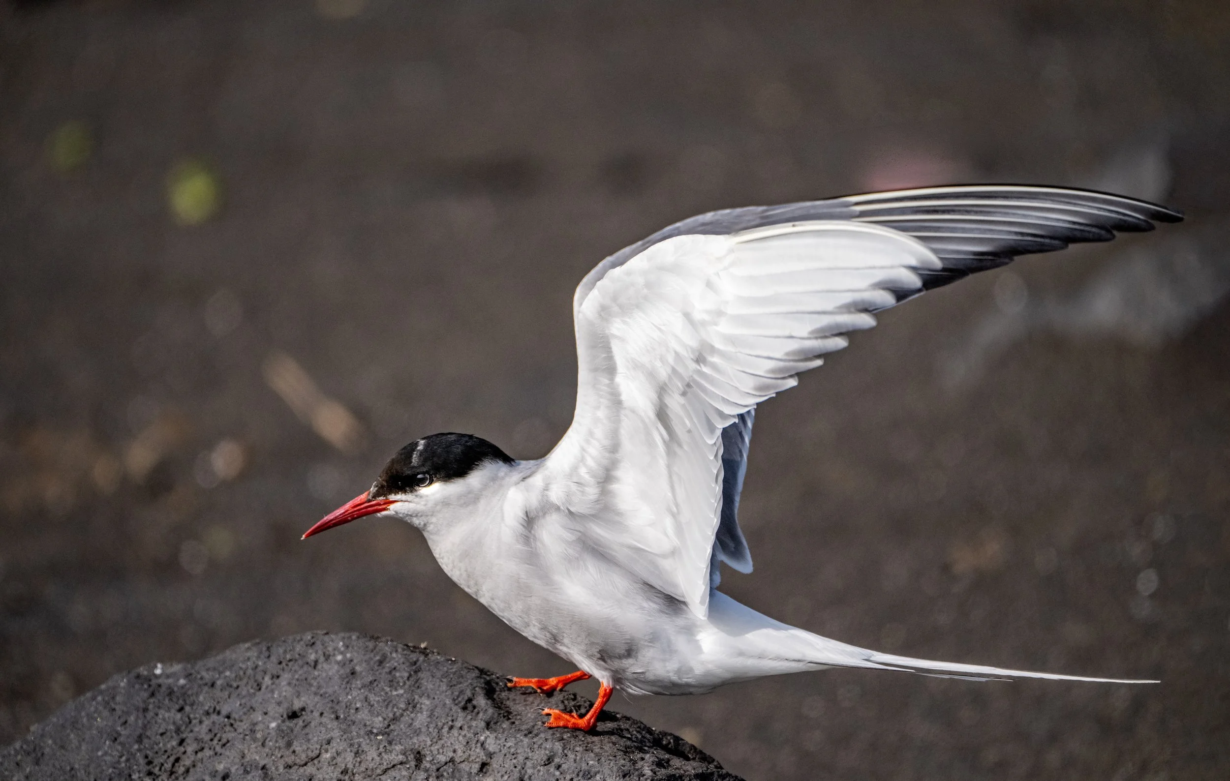 Artic Tern
