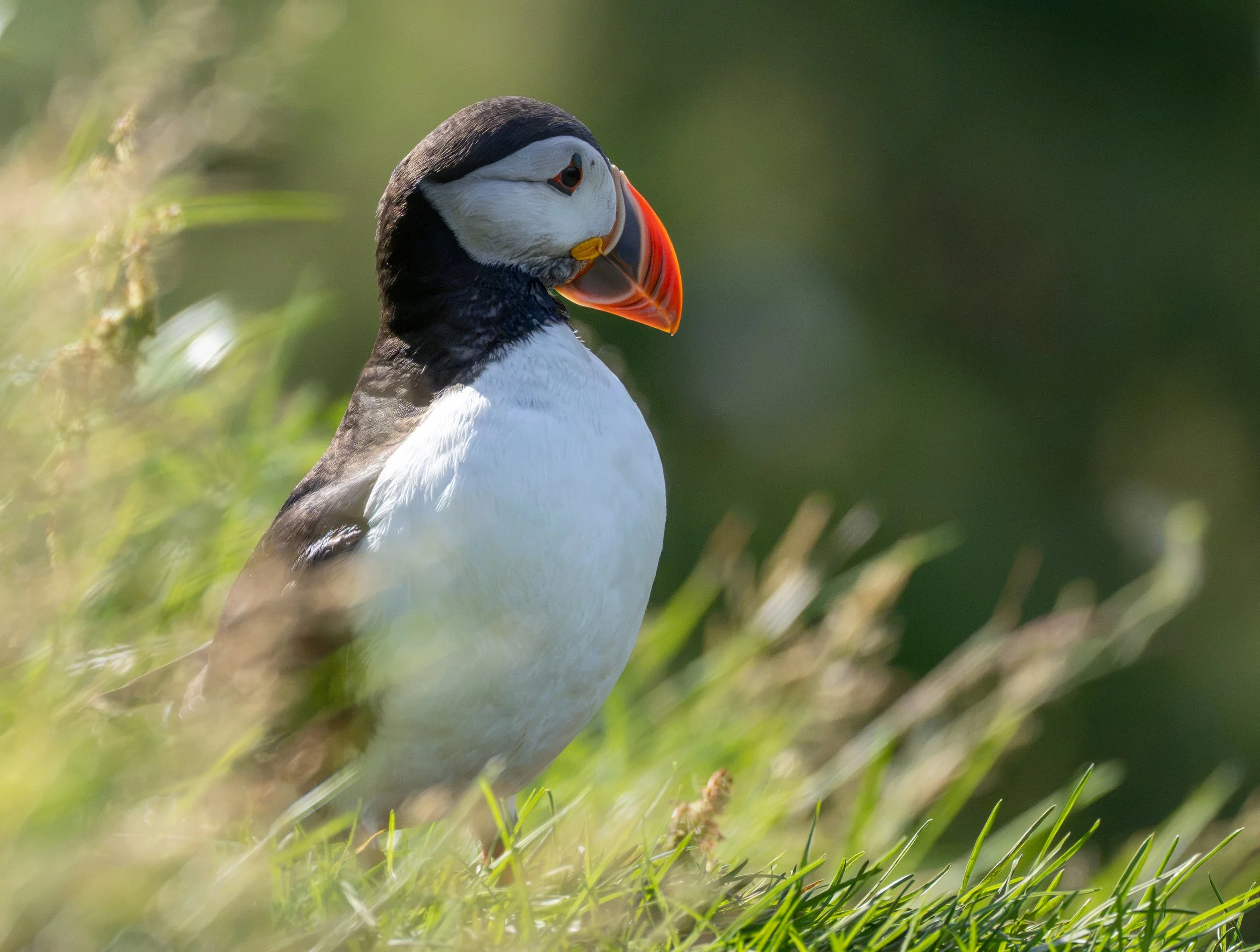 Puffin, Iceland